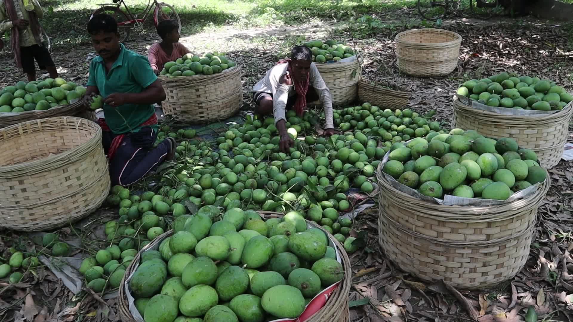 Mango cultivation at West Bengal's Majhdia