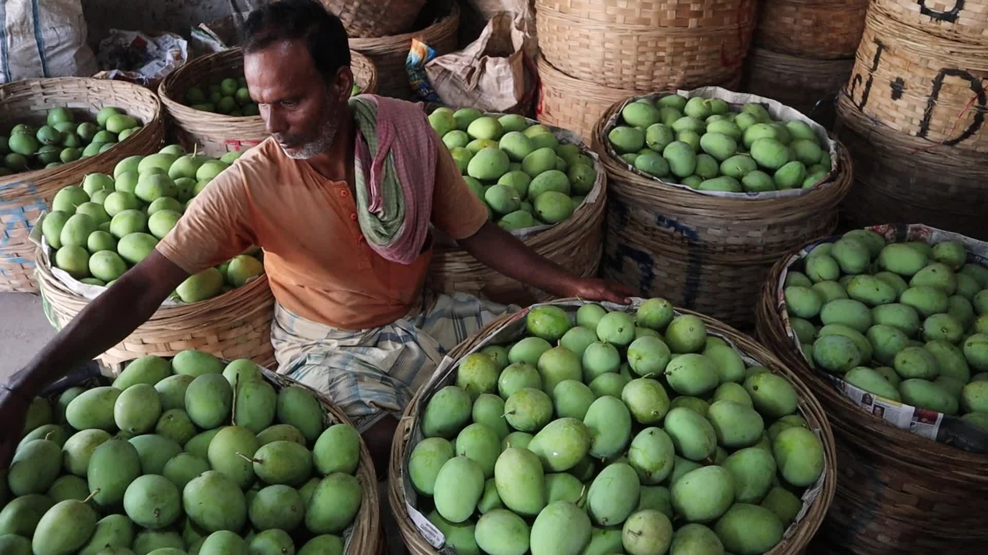 Mango cultivation at West Bengal's Majhdia
