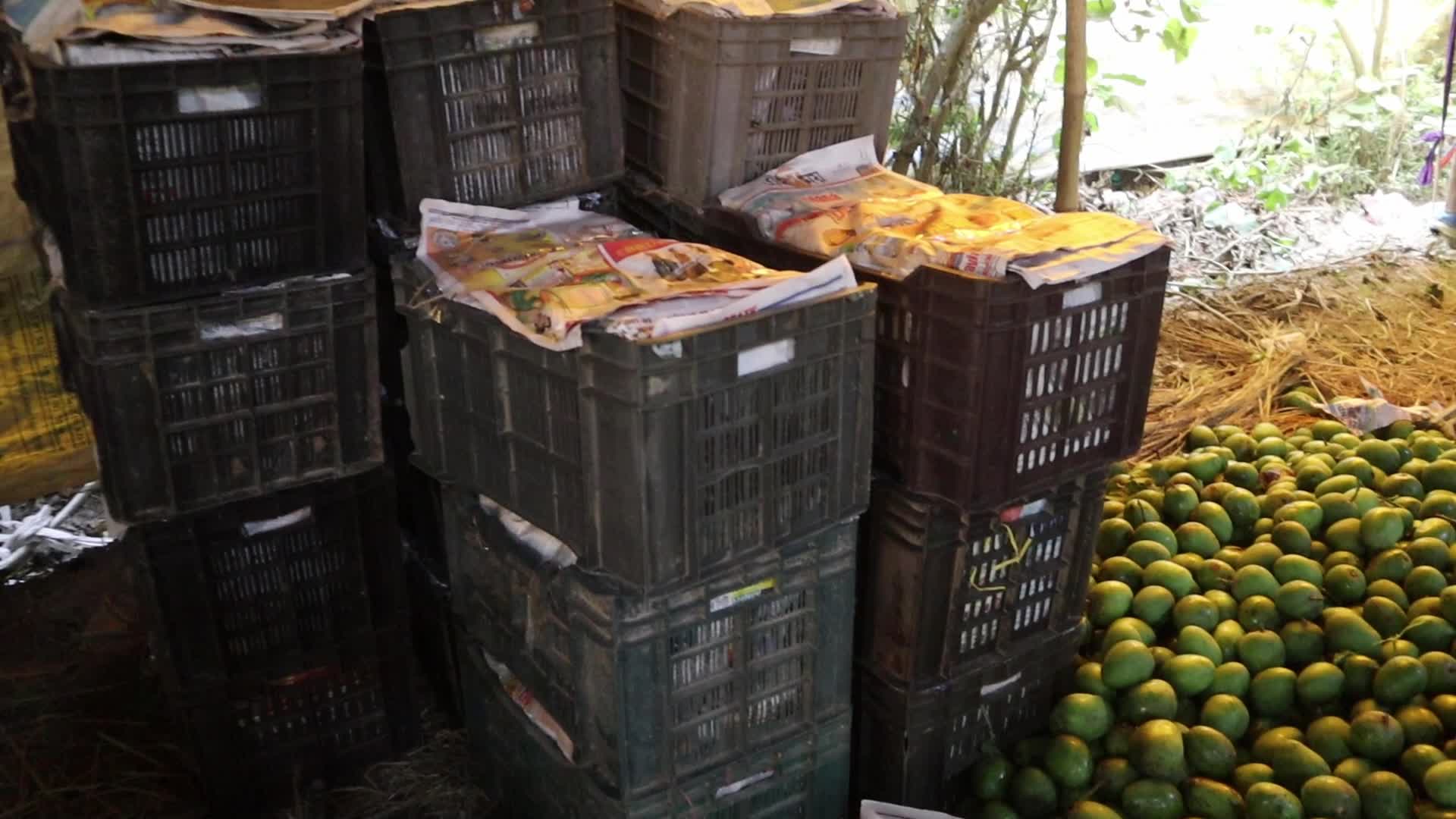 Mango cultivation at West Bengal's Majhdia