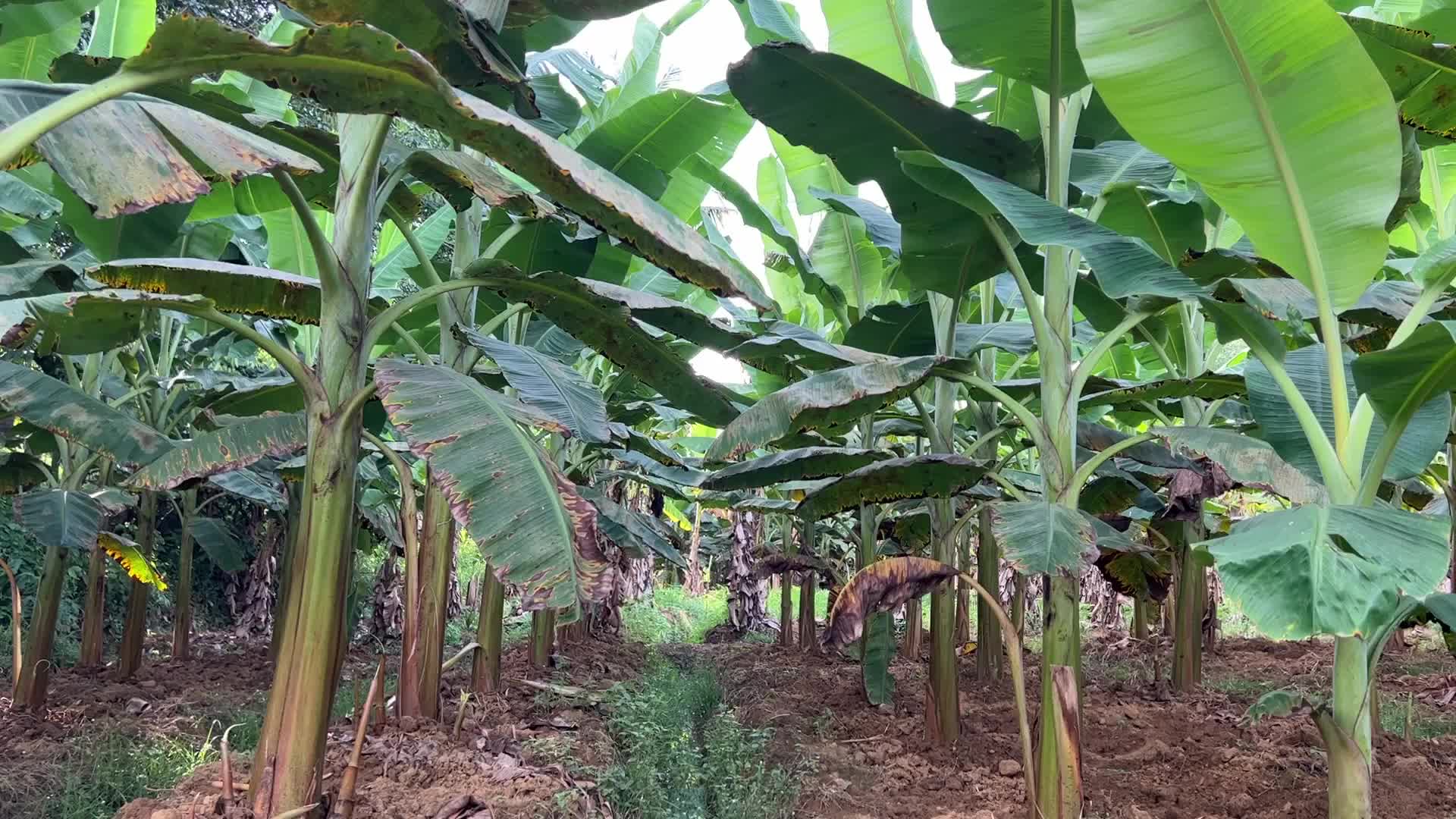 Banana plantation in Kerala