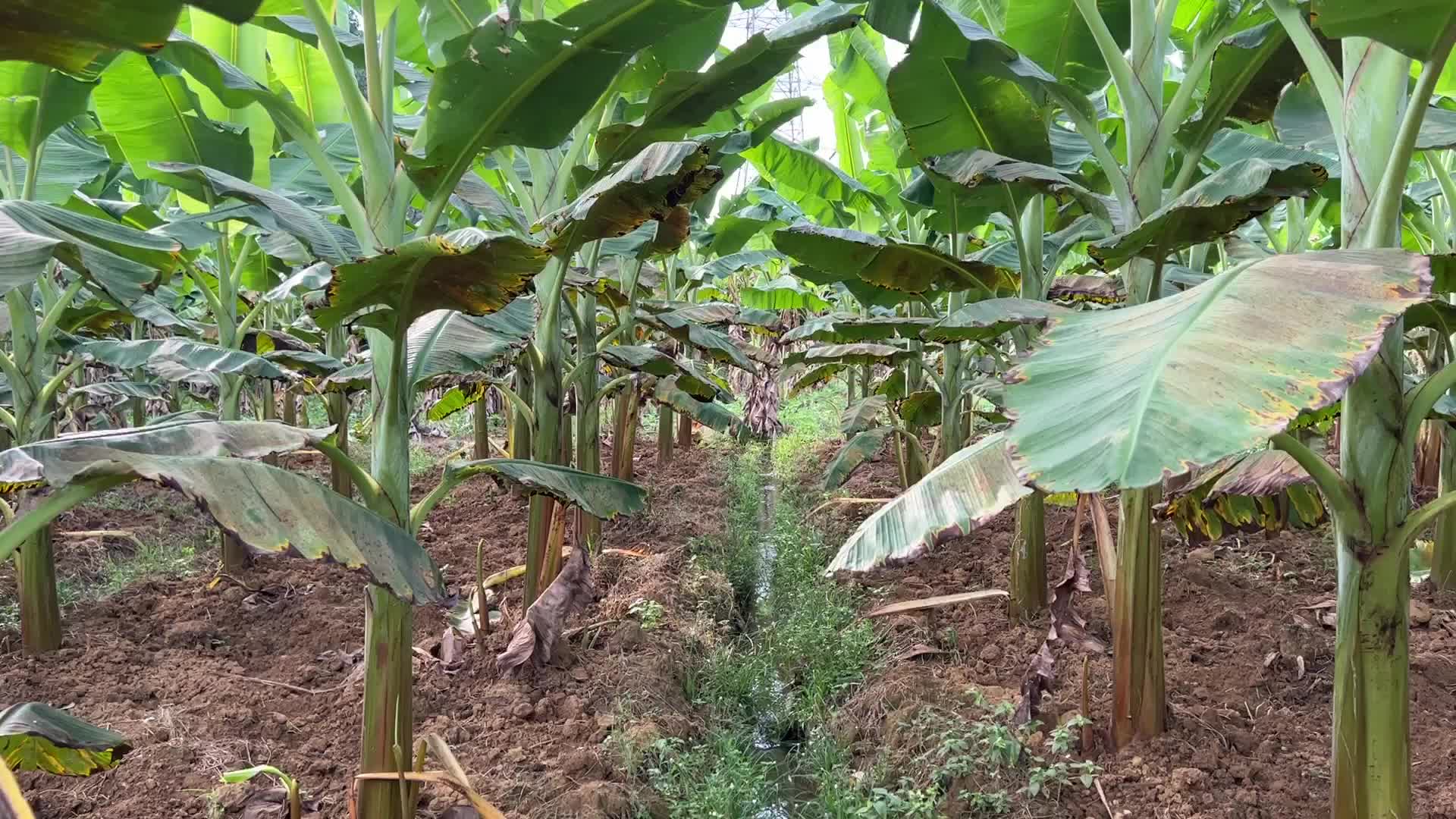 Banana plantation in Kerala
