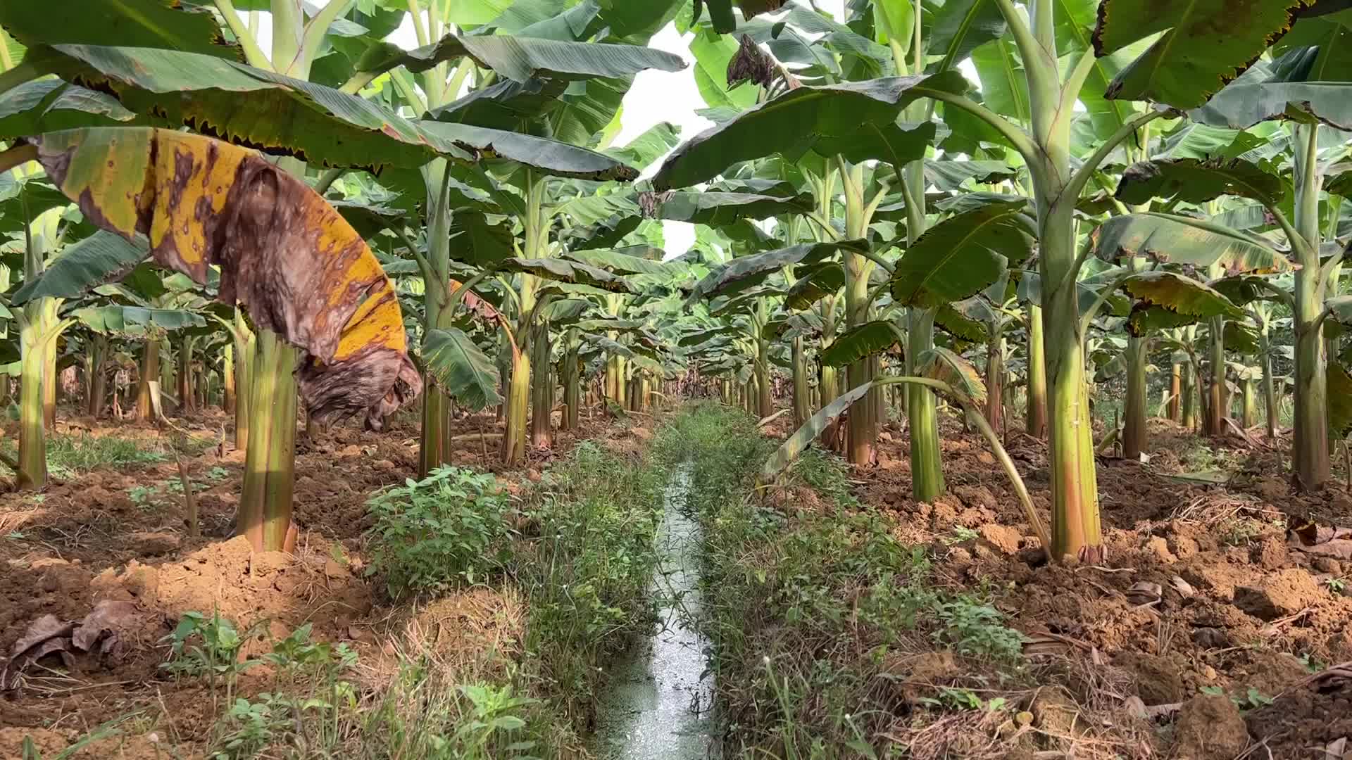 Banana plantation in Kerala