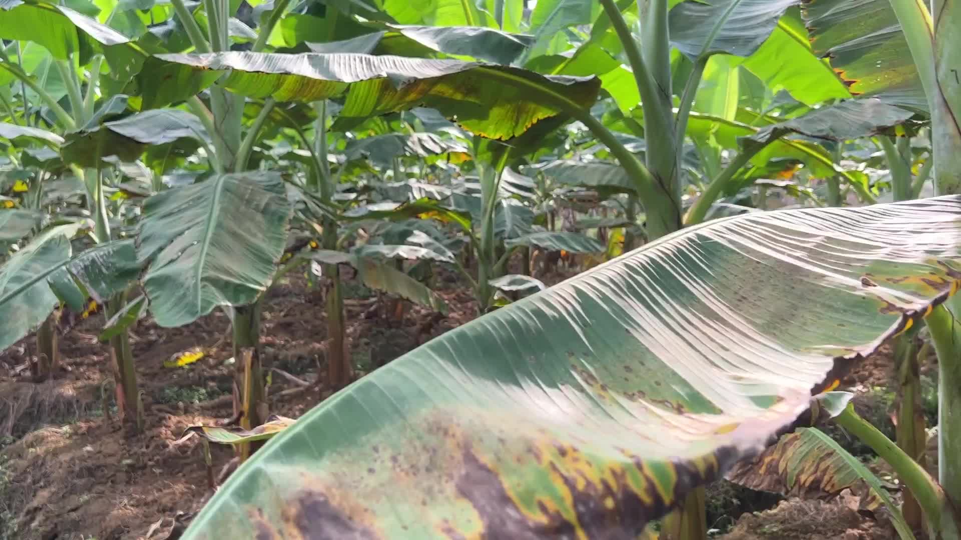 Banana plantation in Kerala