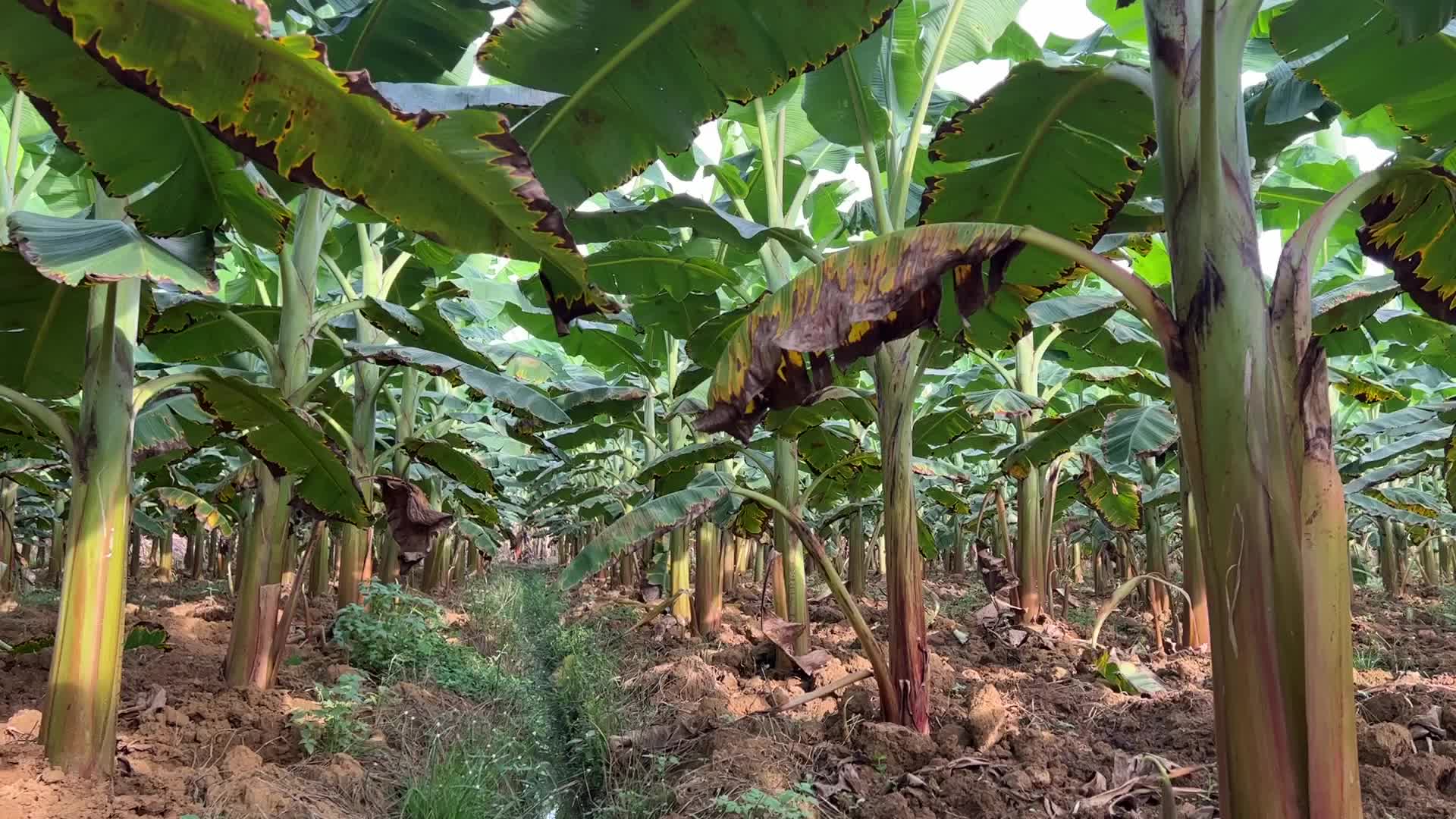 Banana plantation in Kerala
