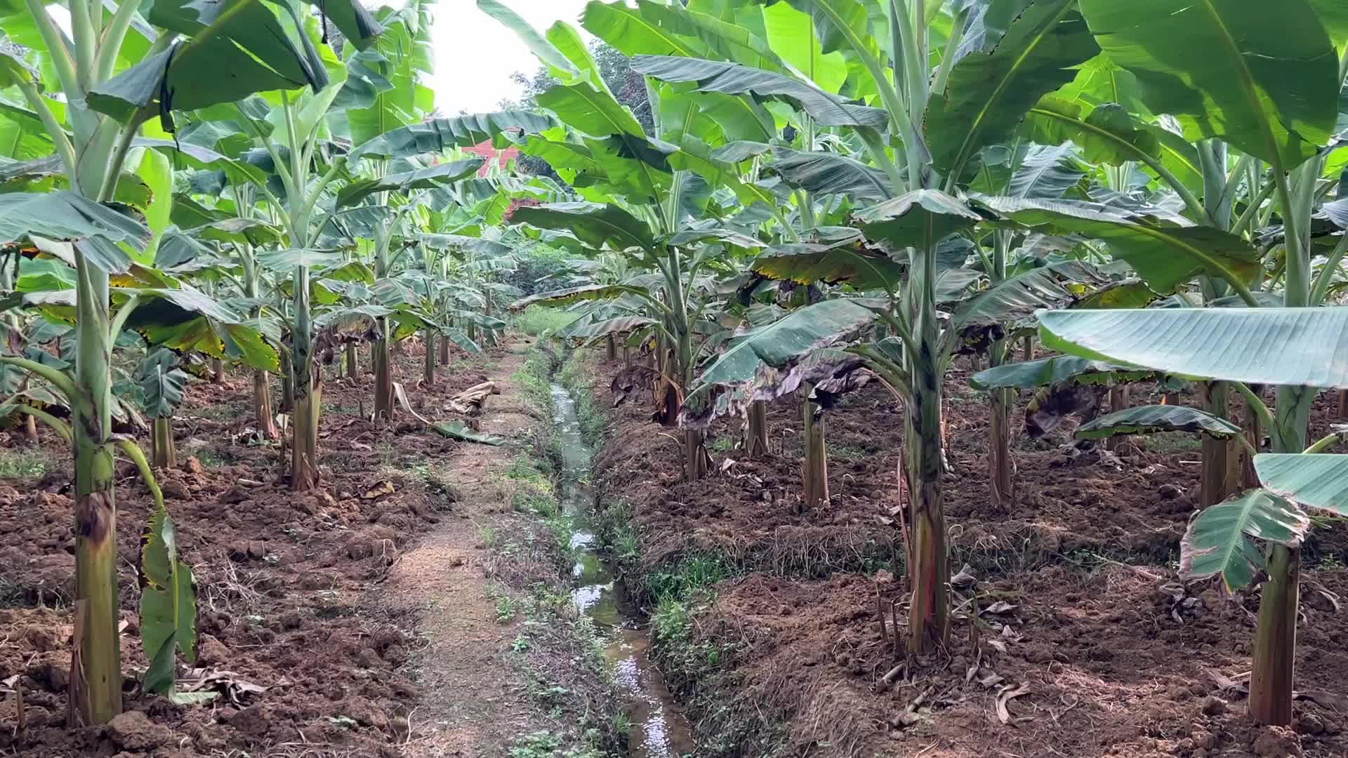 Banana plantation in Kerala