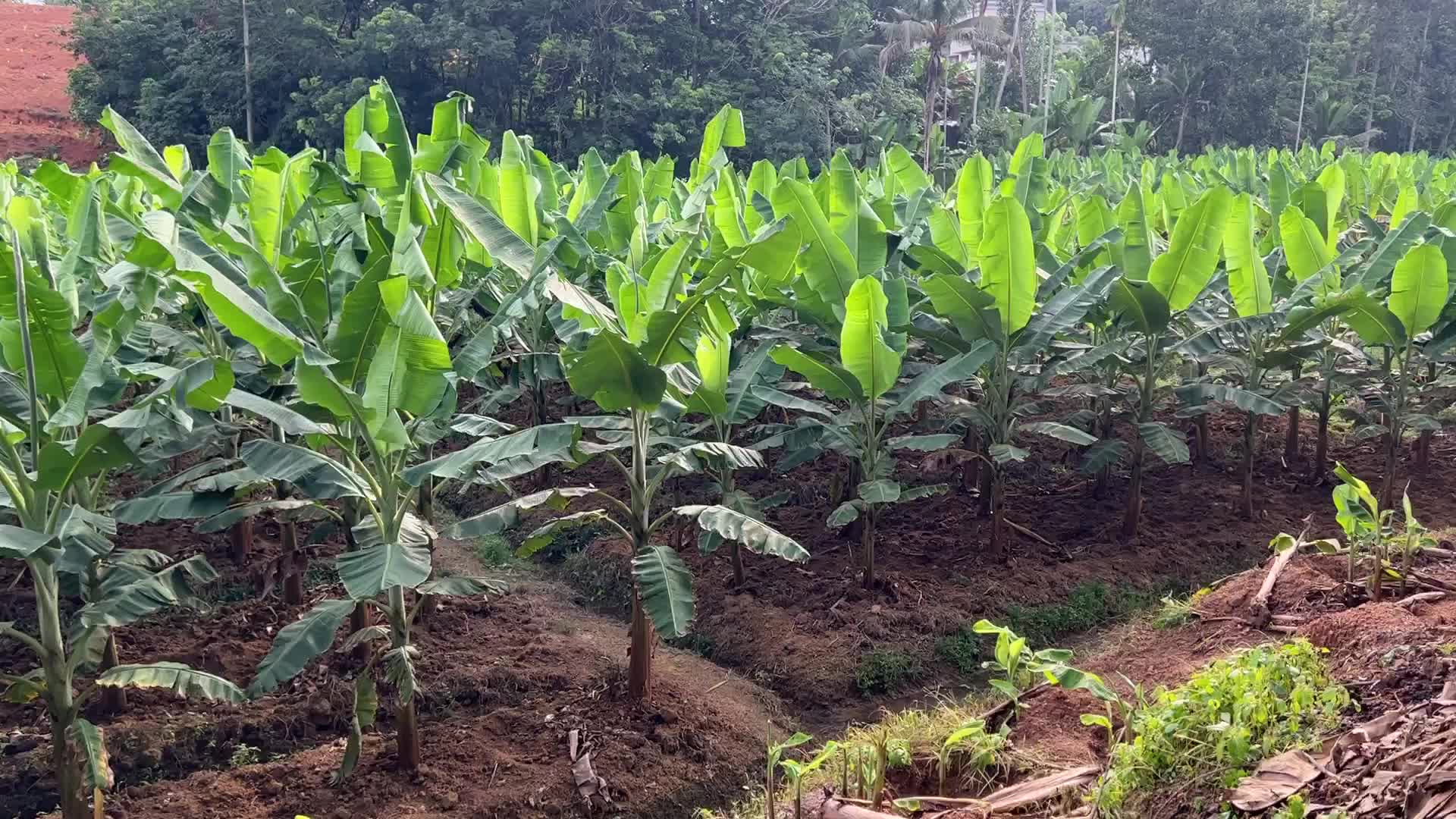 Banana plantation in Kerala