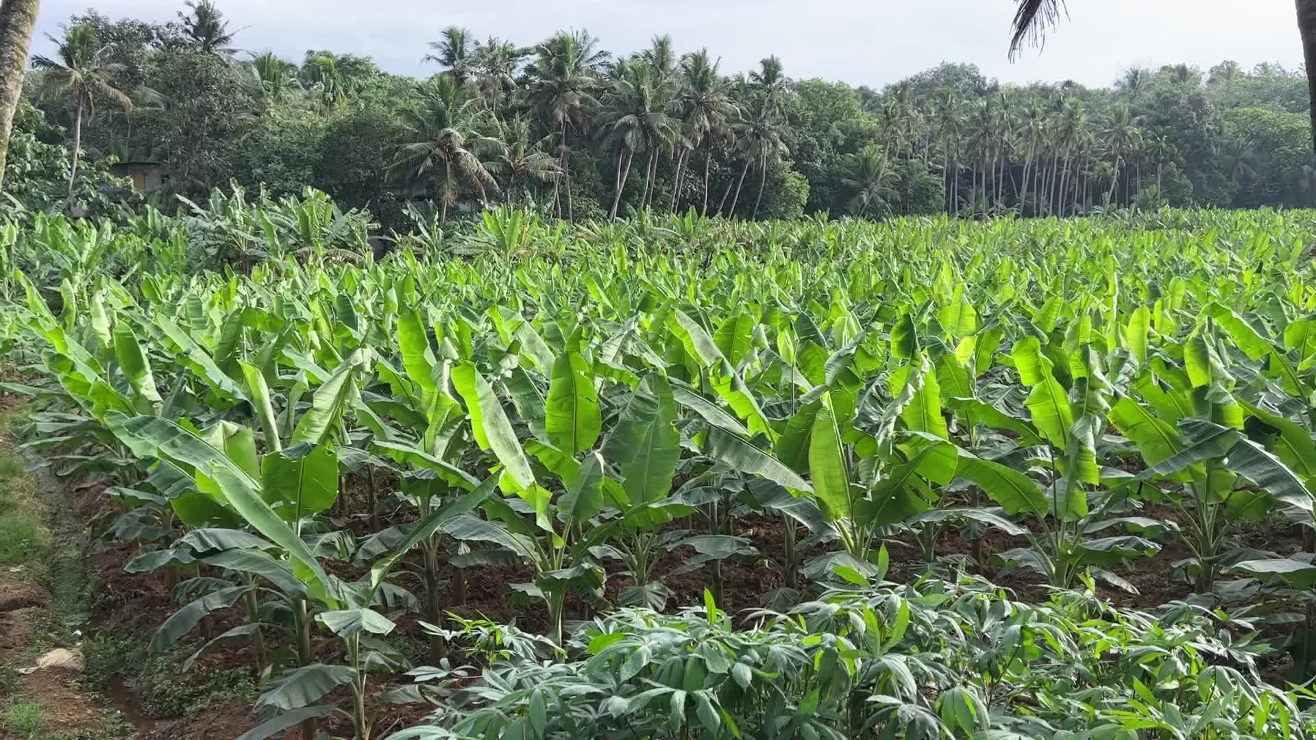 Banana plantation in Kerala