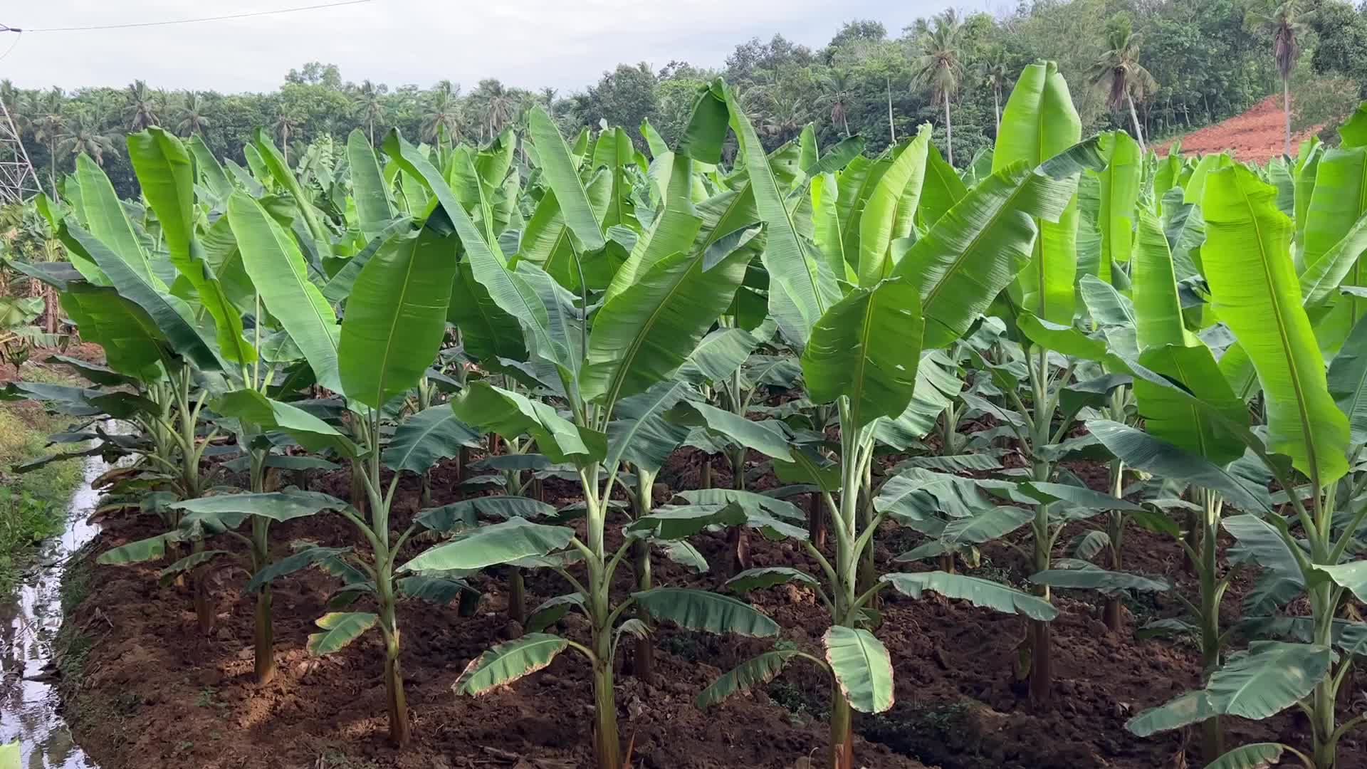 Banana plantation in Kerala