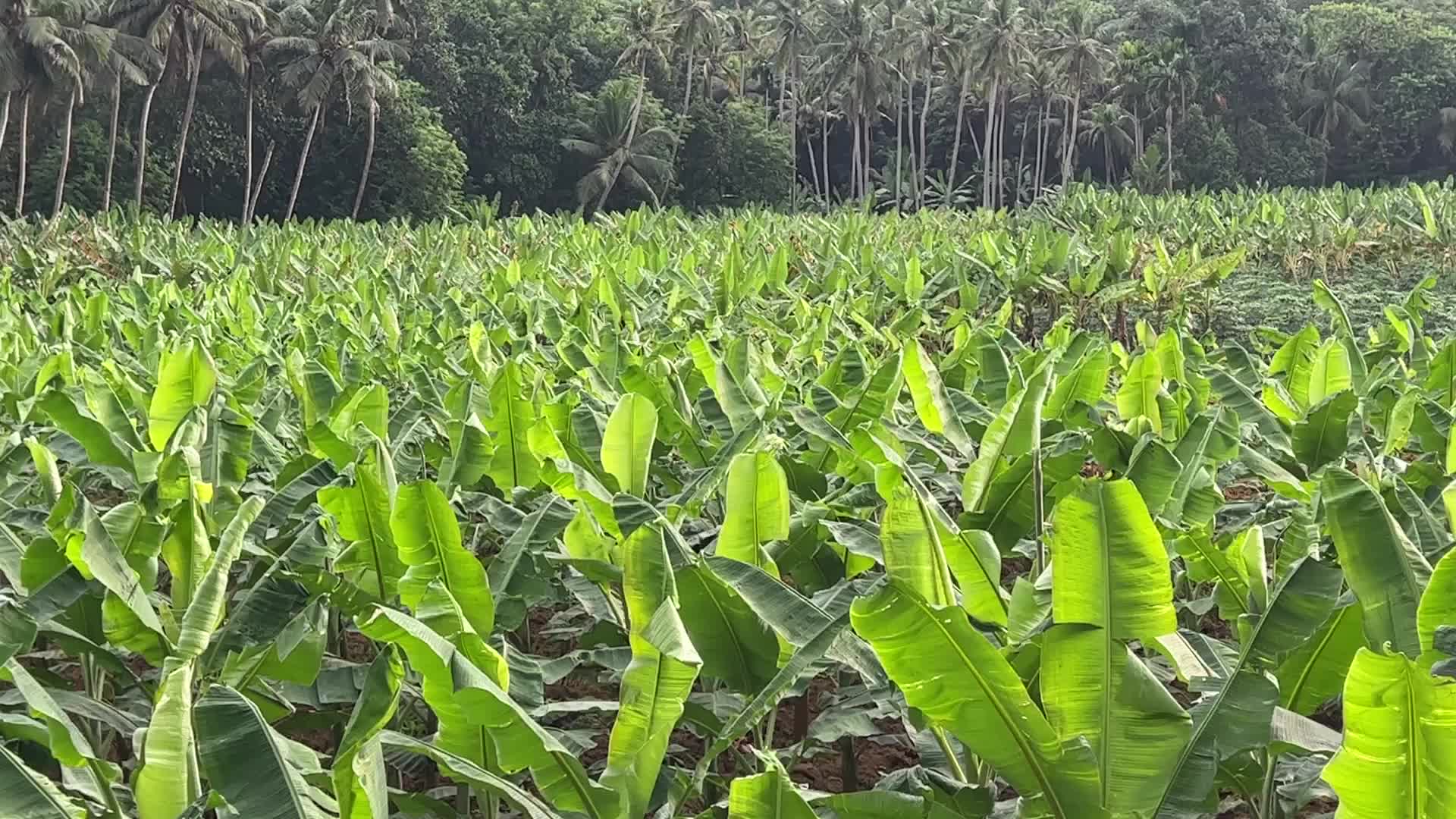 Banana plantation in Kerala