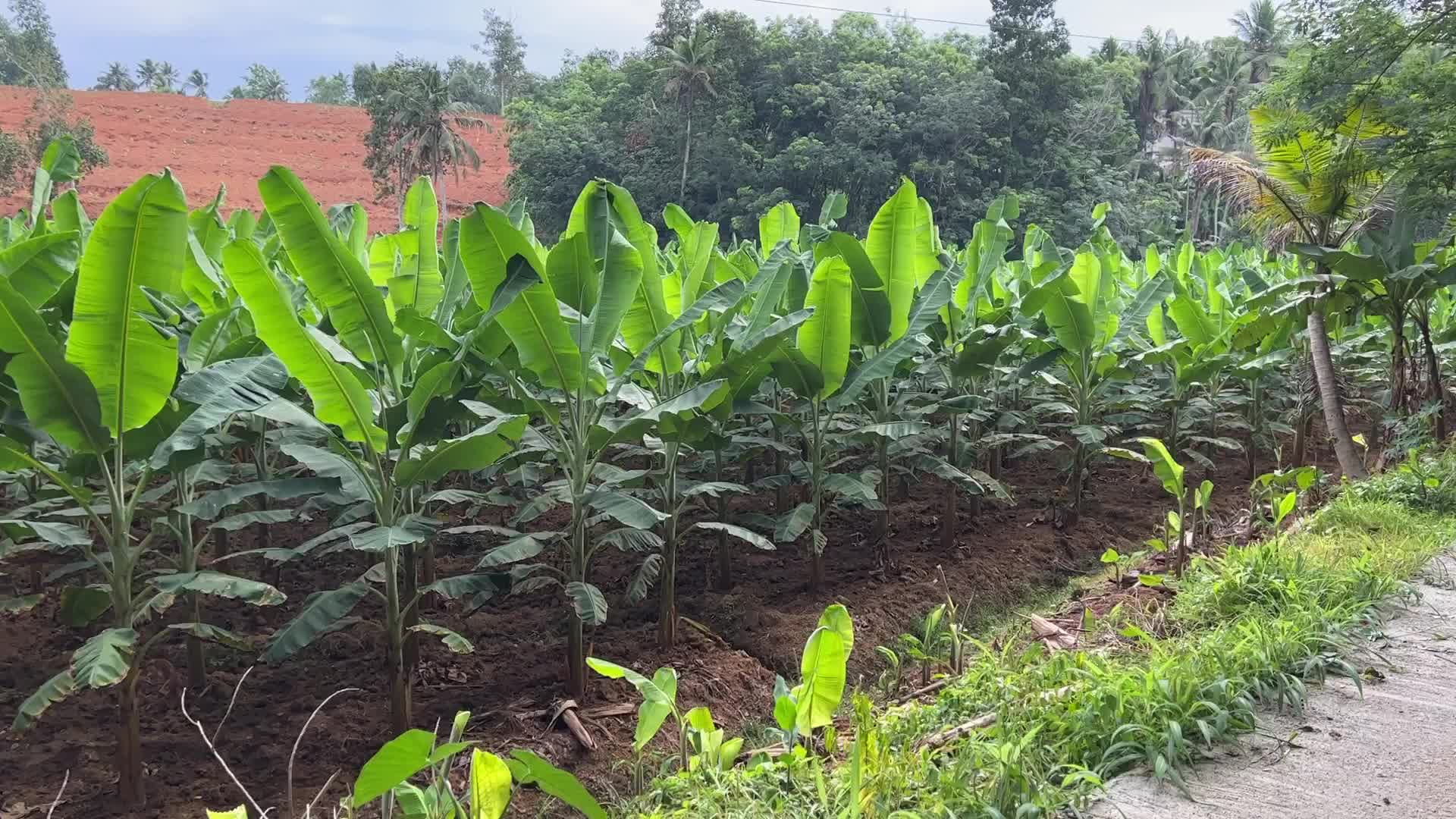 Banana plantation in Kerala