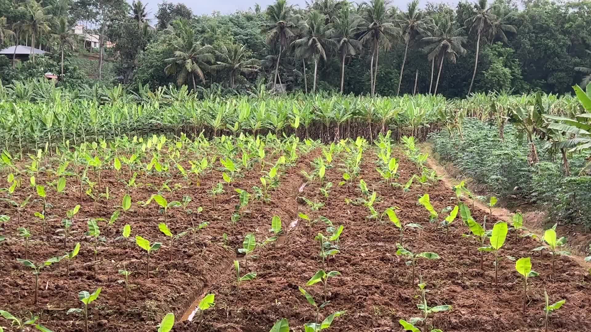 Banana plantation in Kerala