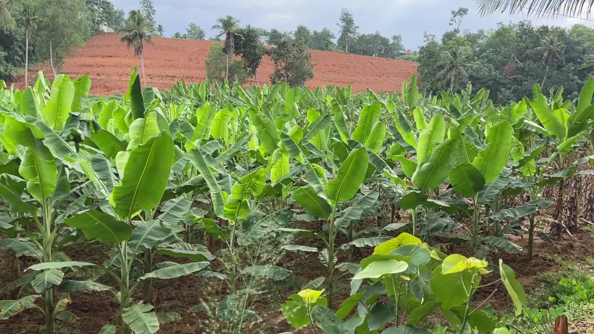 Banana plantation in Kerala