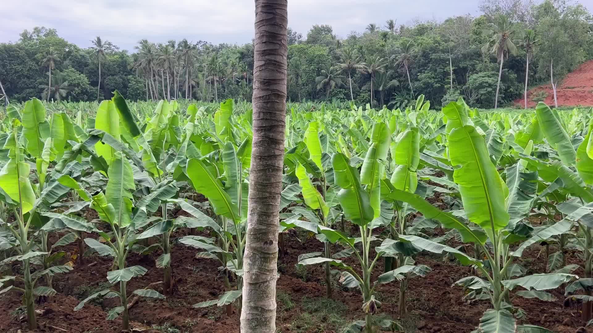 Banana plantation in Kerala