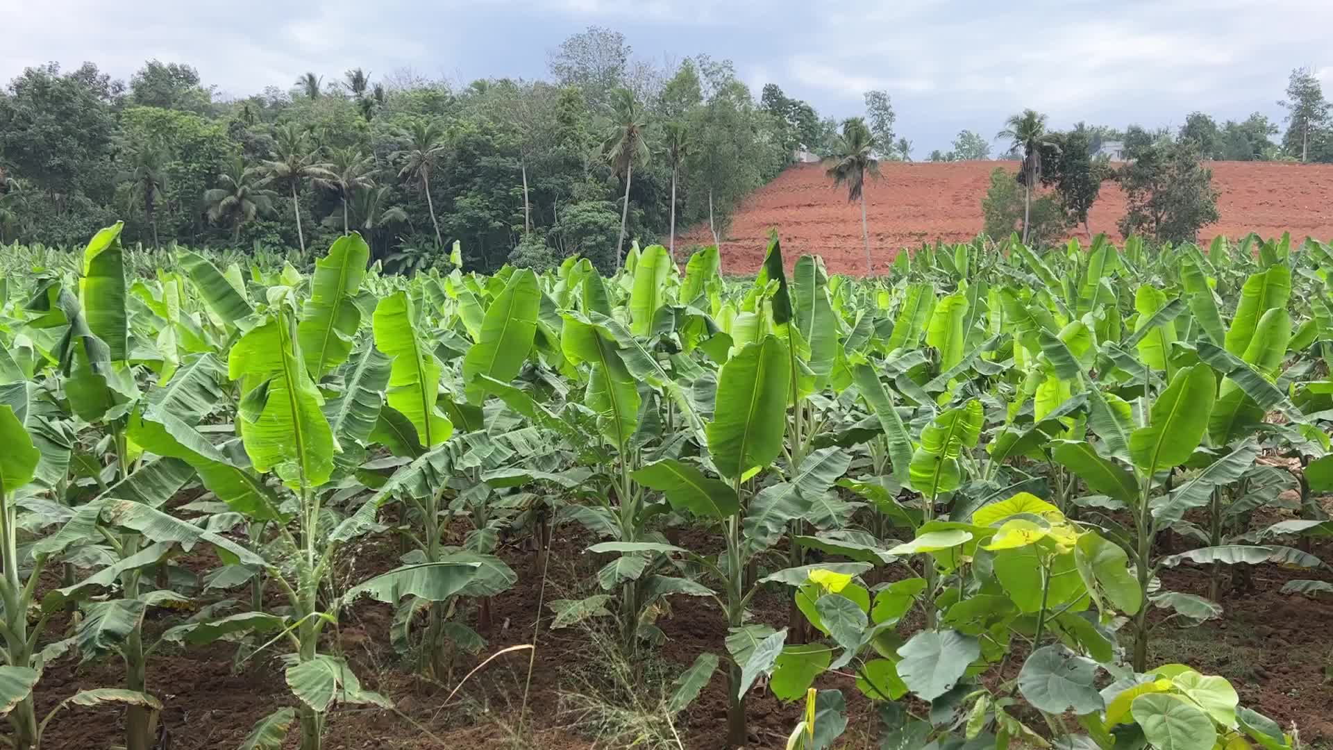 Banana plantation in Kerala