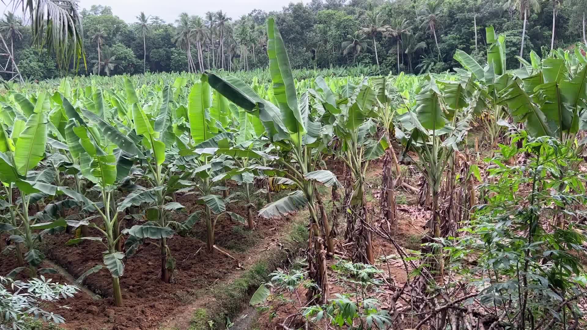 Banana plantation in Kerala