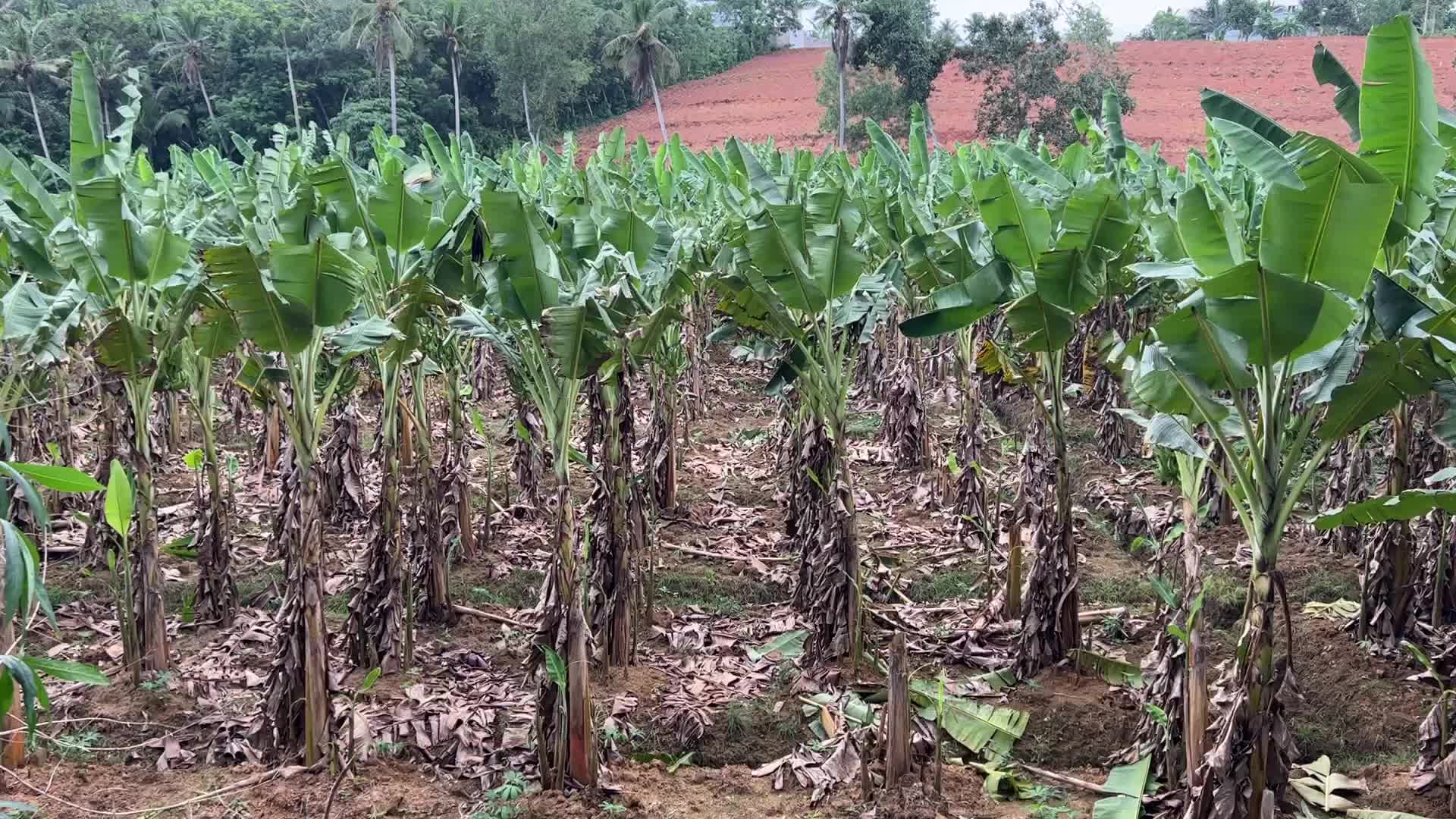 Banana plantation in Kerala