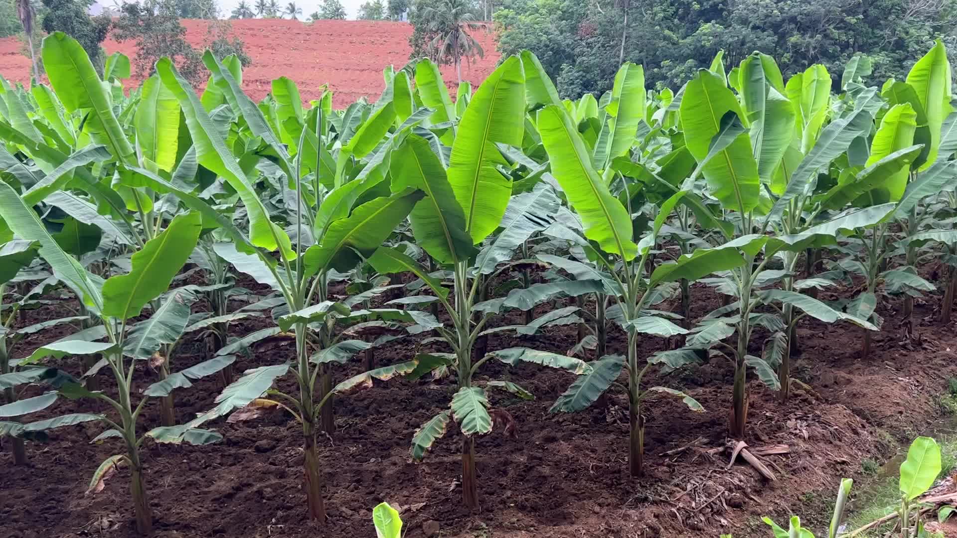 Banana plantation in Kerala