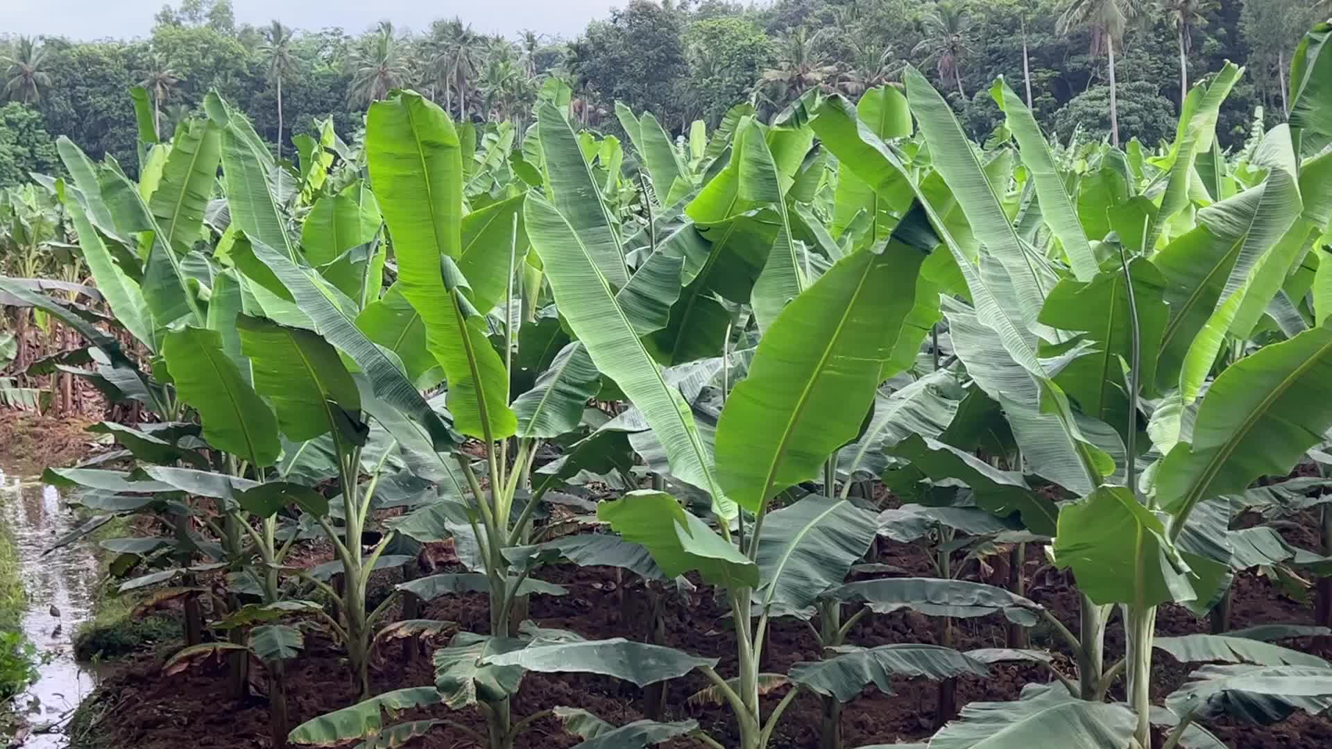 Banana plantation in Kerala