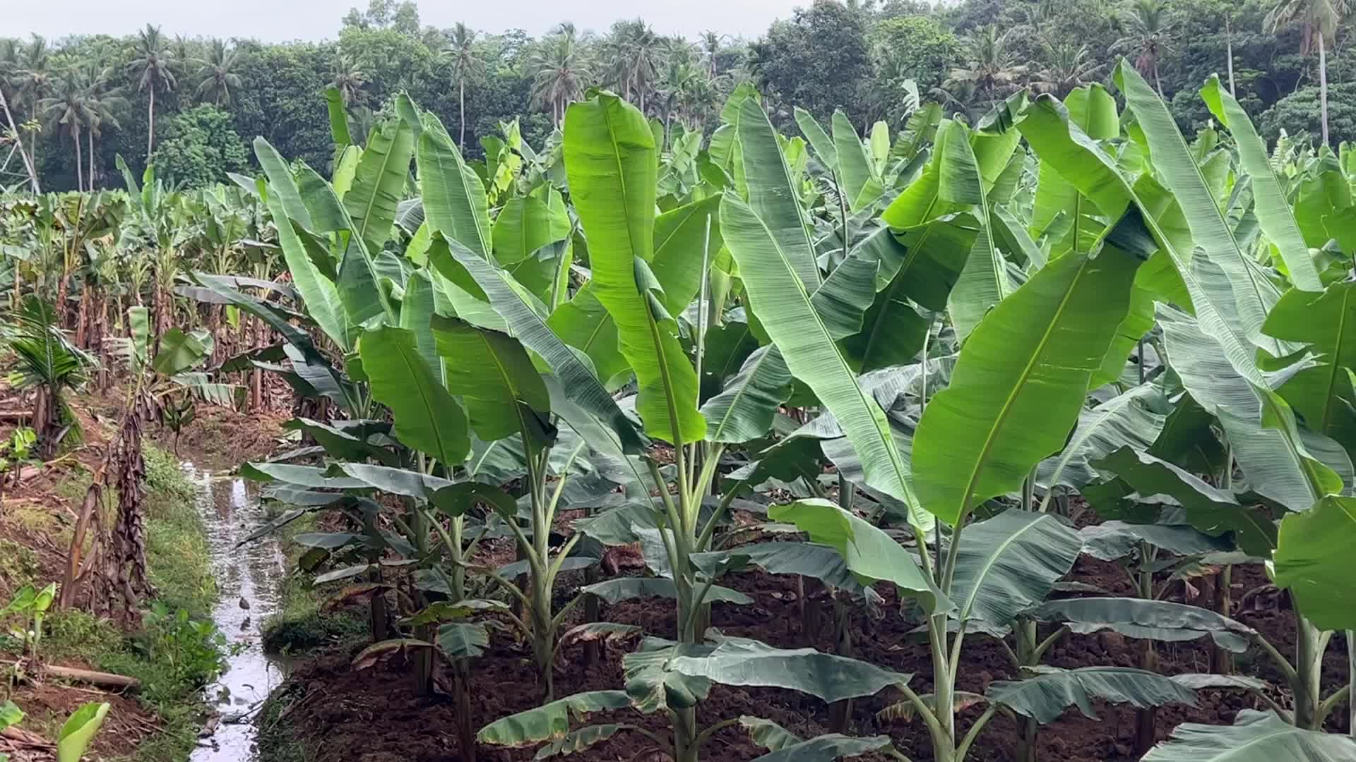 Banana plantation in Kerala