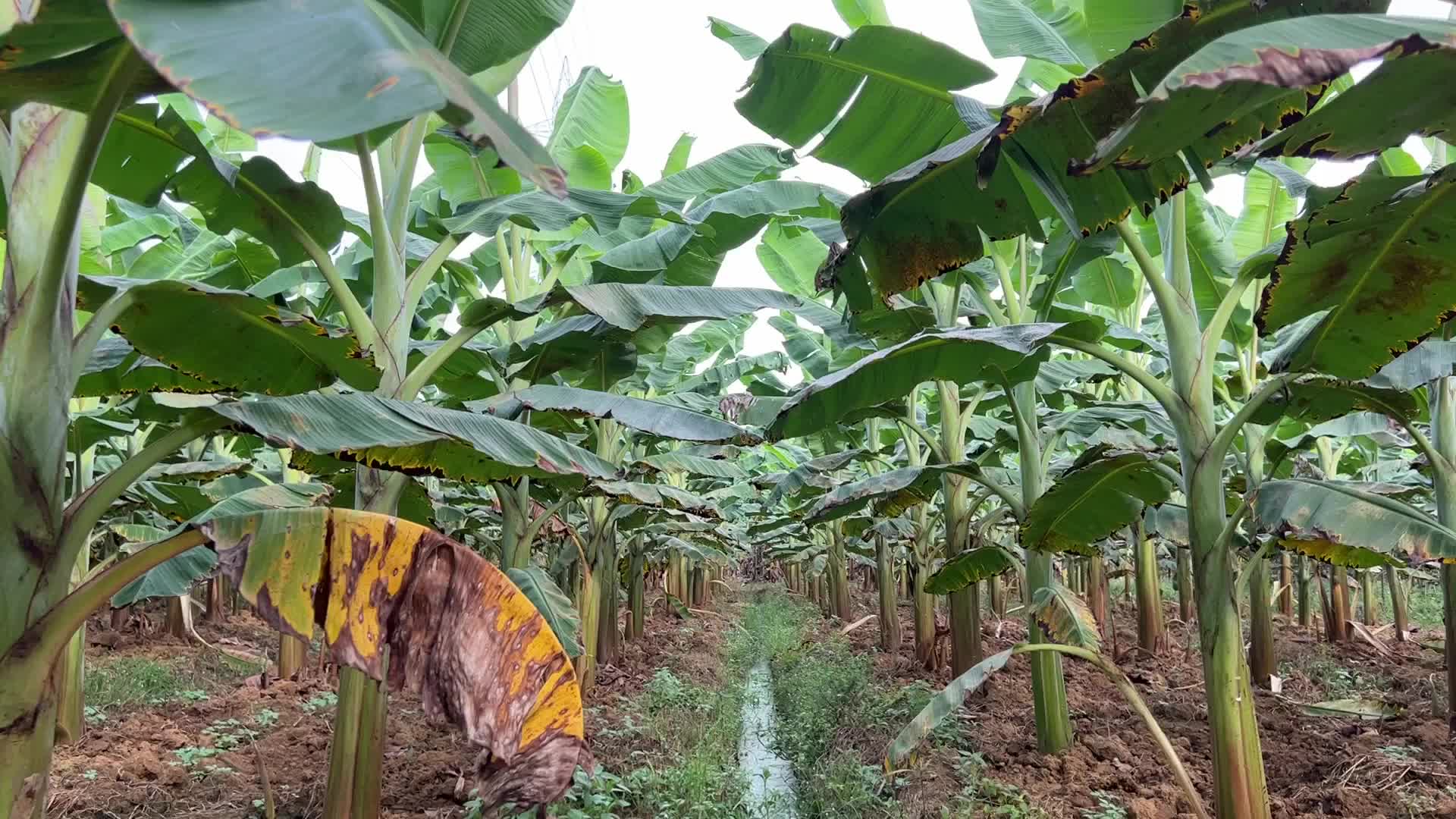 Banana plantation in Kerala