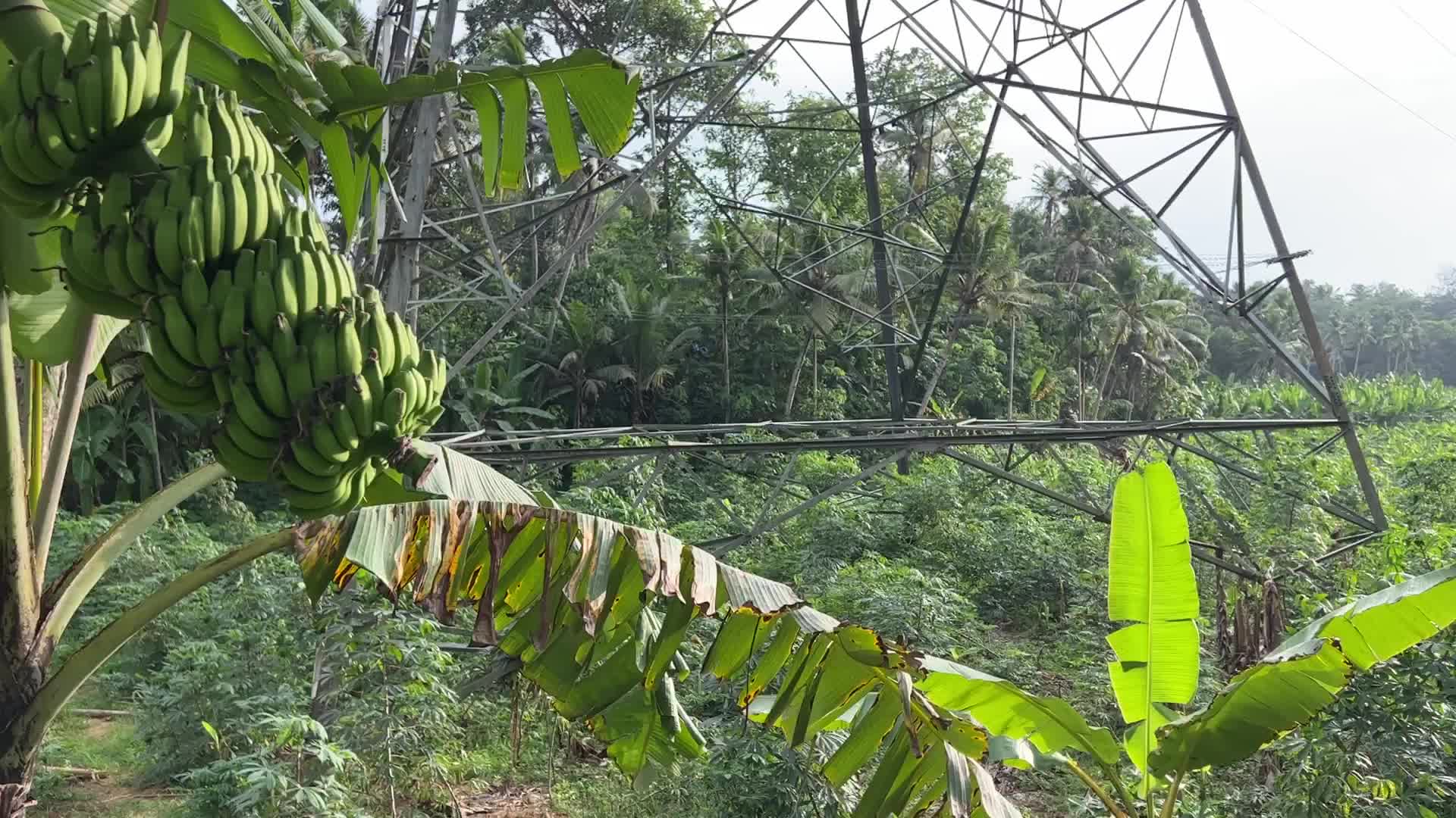 Banana plantation in Kerala