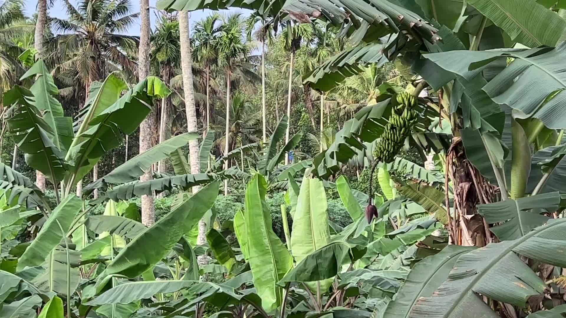 Banana plantation in Kerala