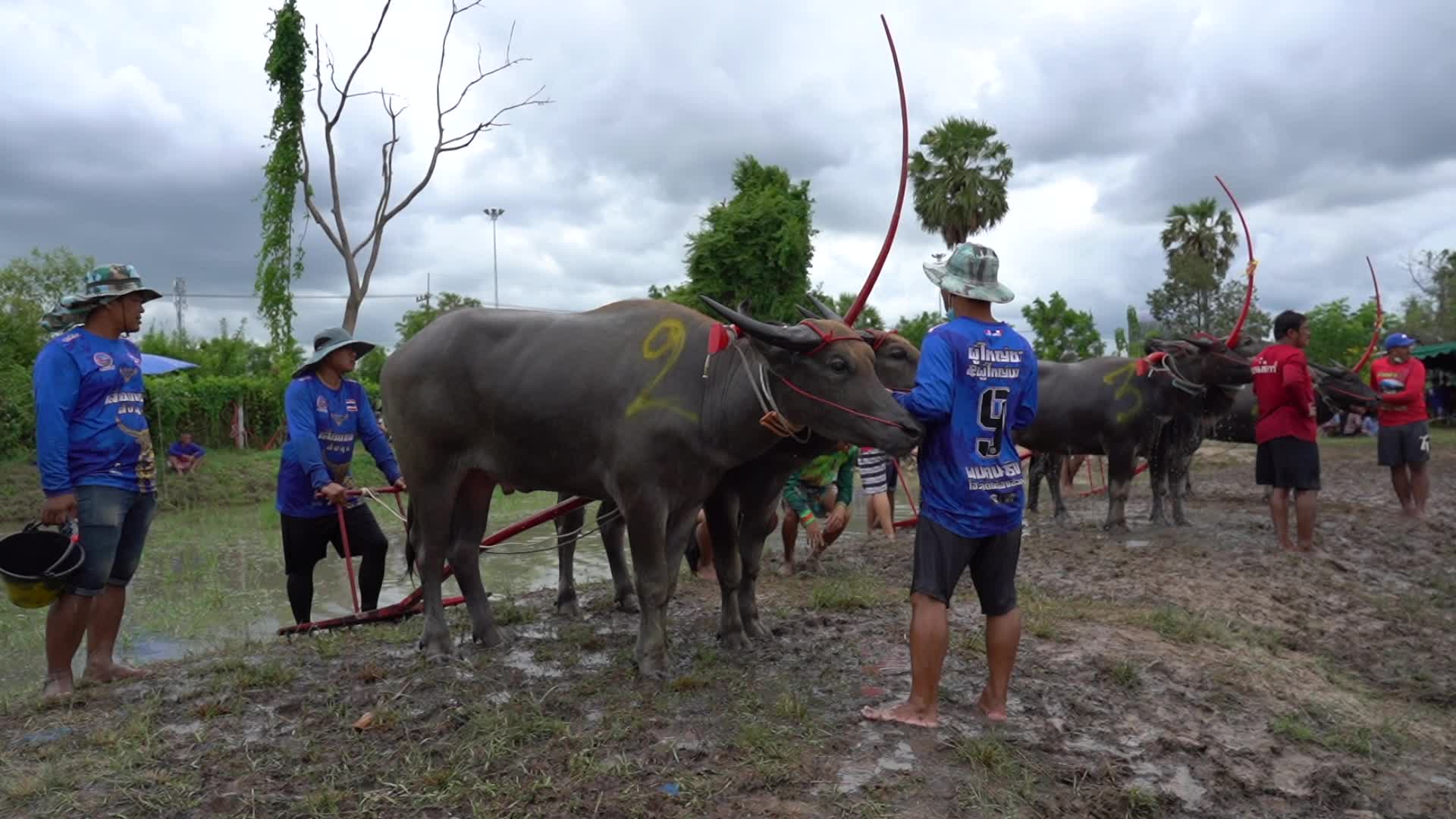Water Buffalo Racing Festival 2022