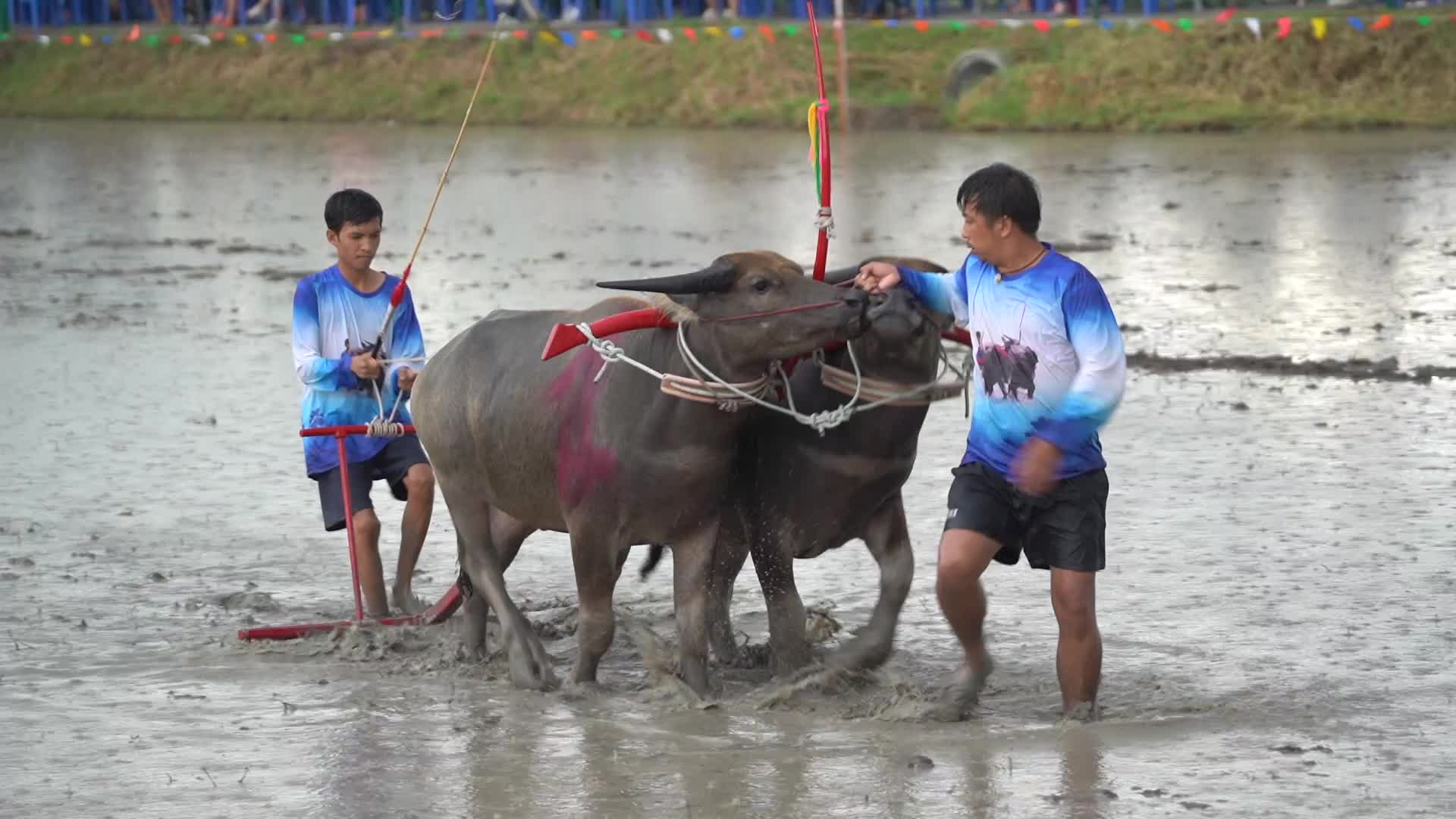 Water Buffalo Racing Festival 2022