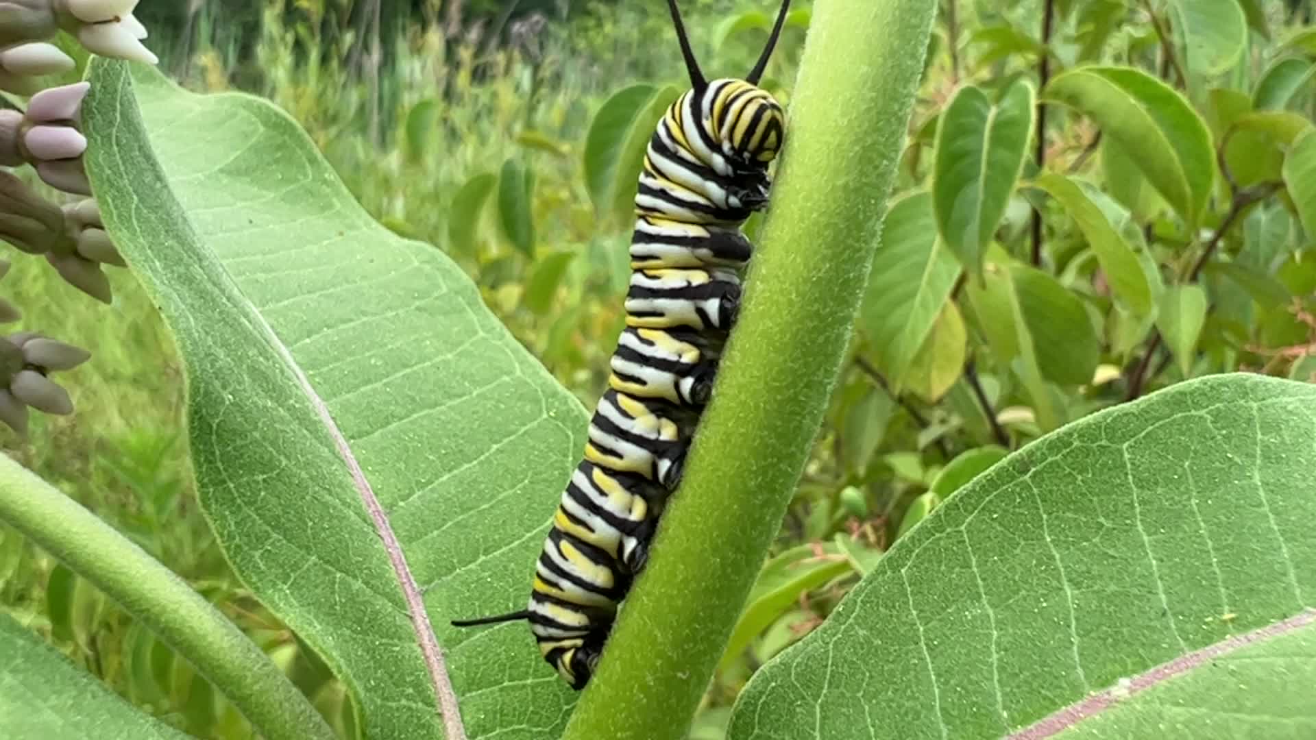 Monarch butterfly caterpillar