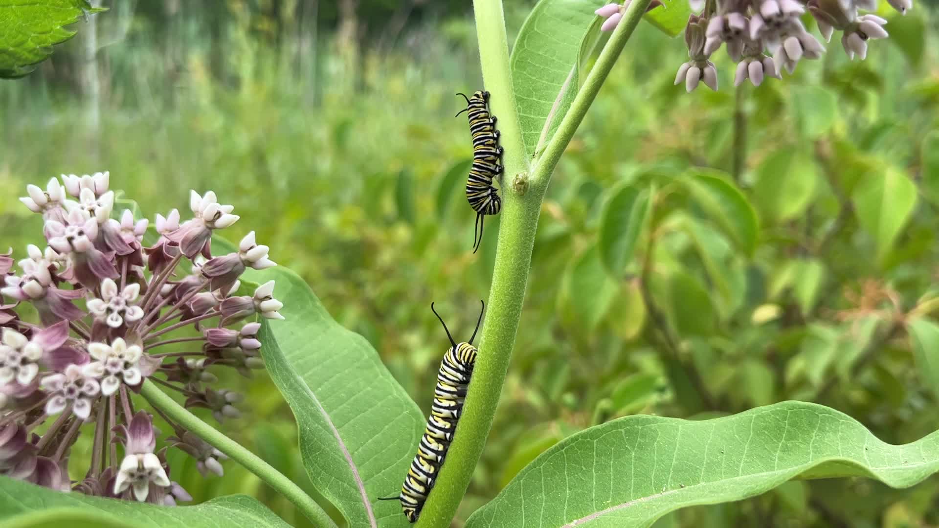 Monarch butterfly caterpillar