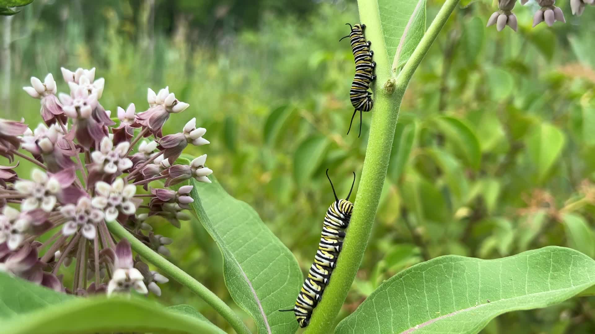 Monarch butterfly caterpillar