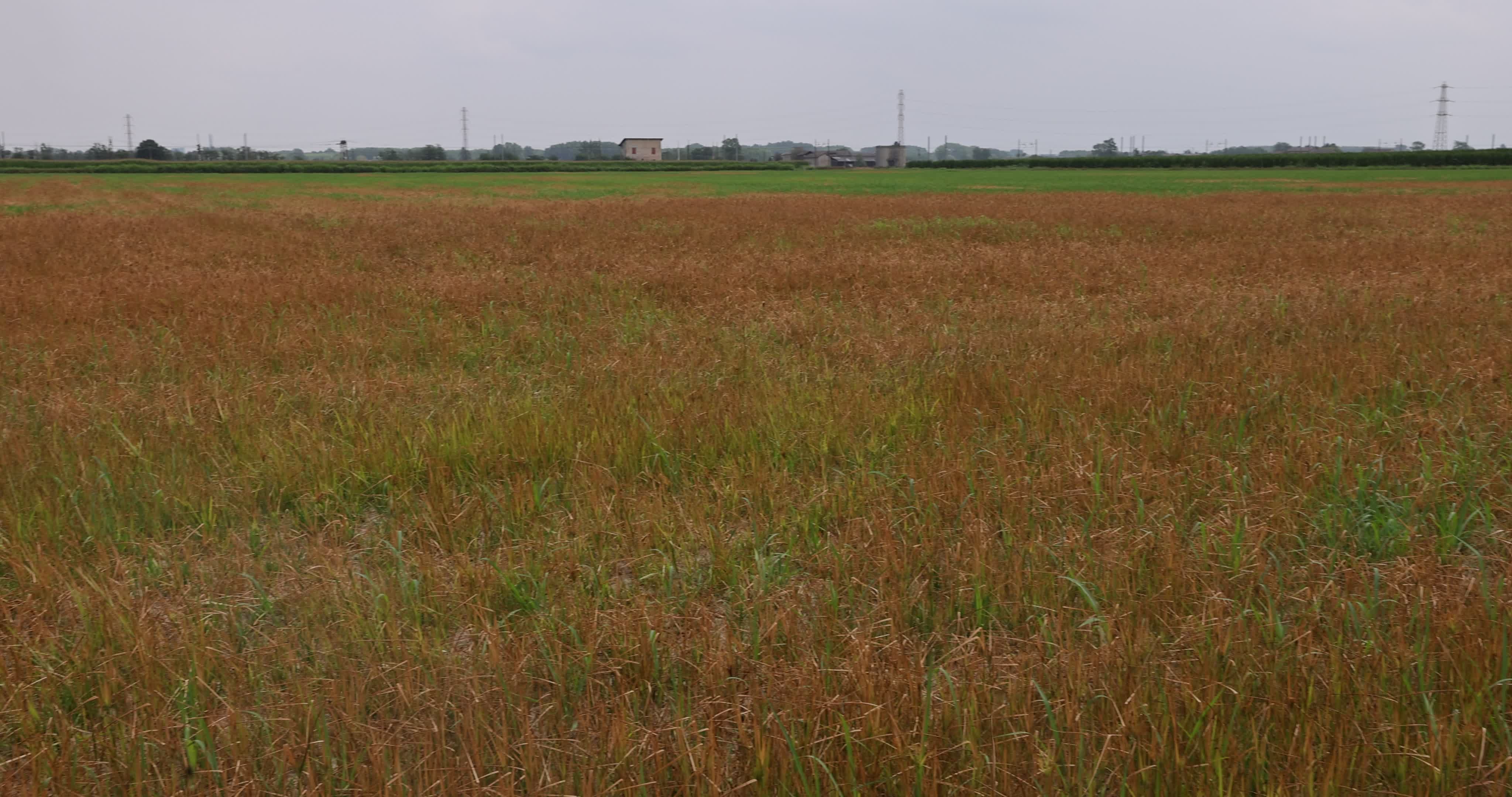 Drought In Northern Italy: paddy fields in Novara