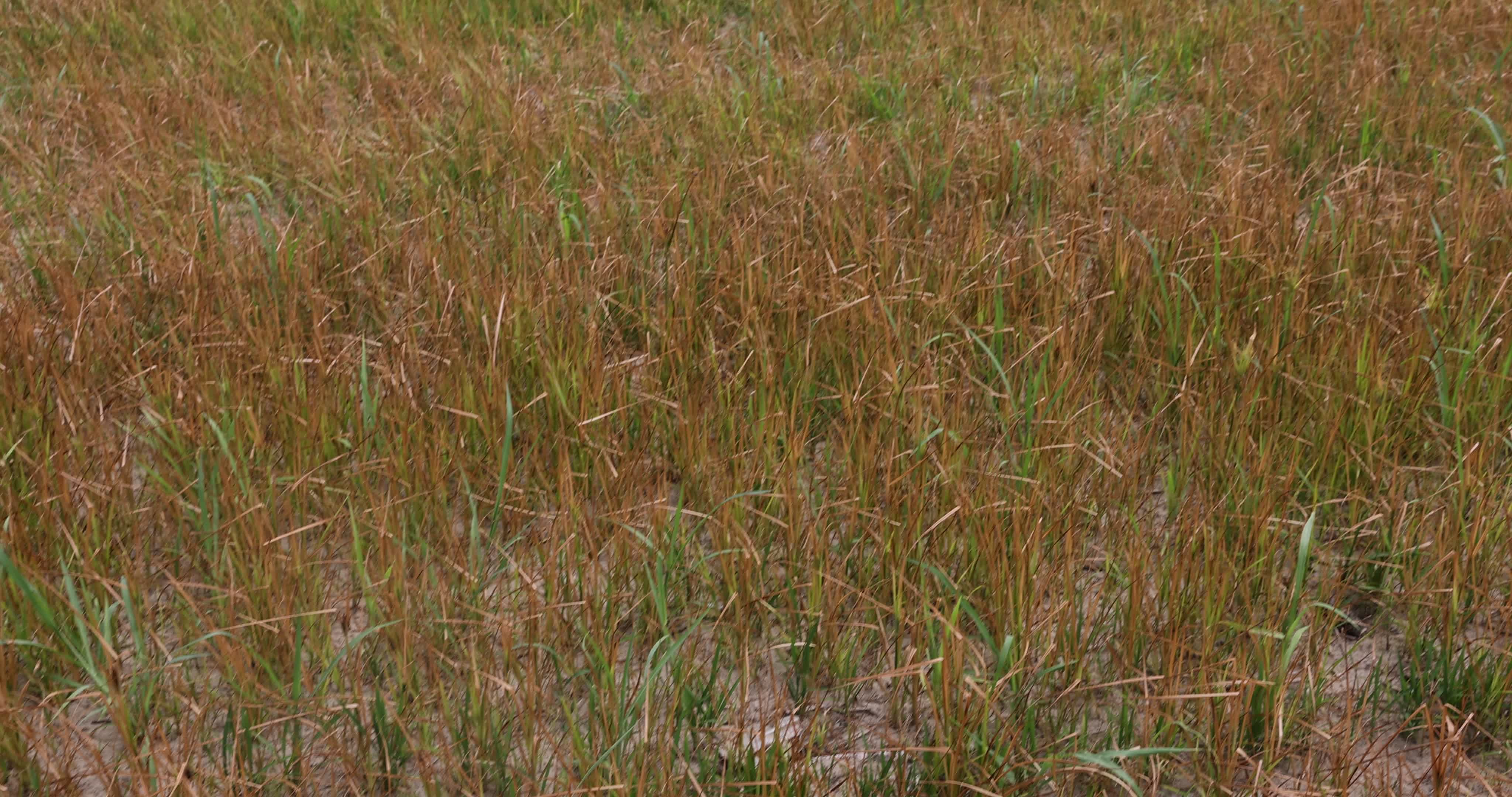 Drought In Northern Italy: paddy fields in Novara