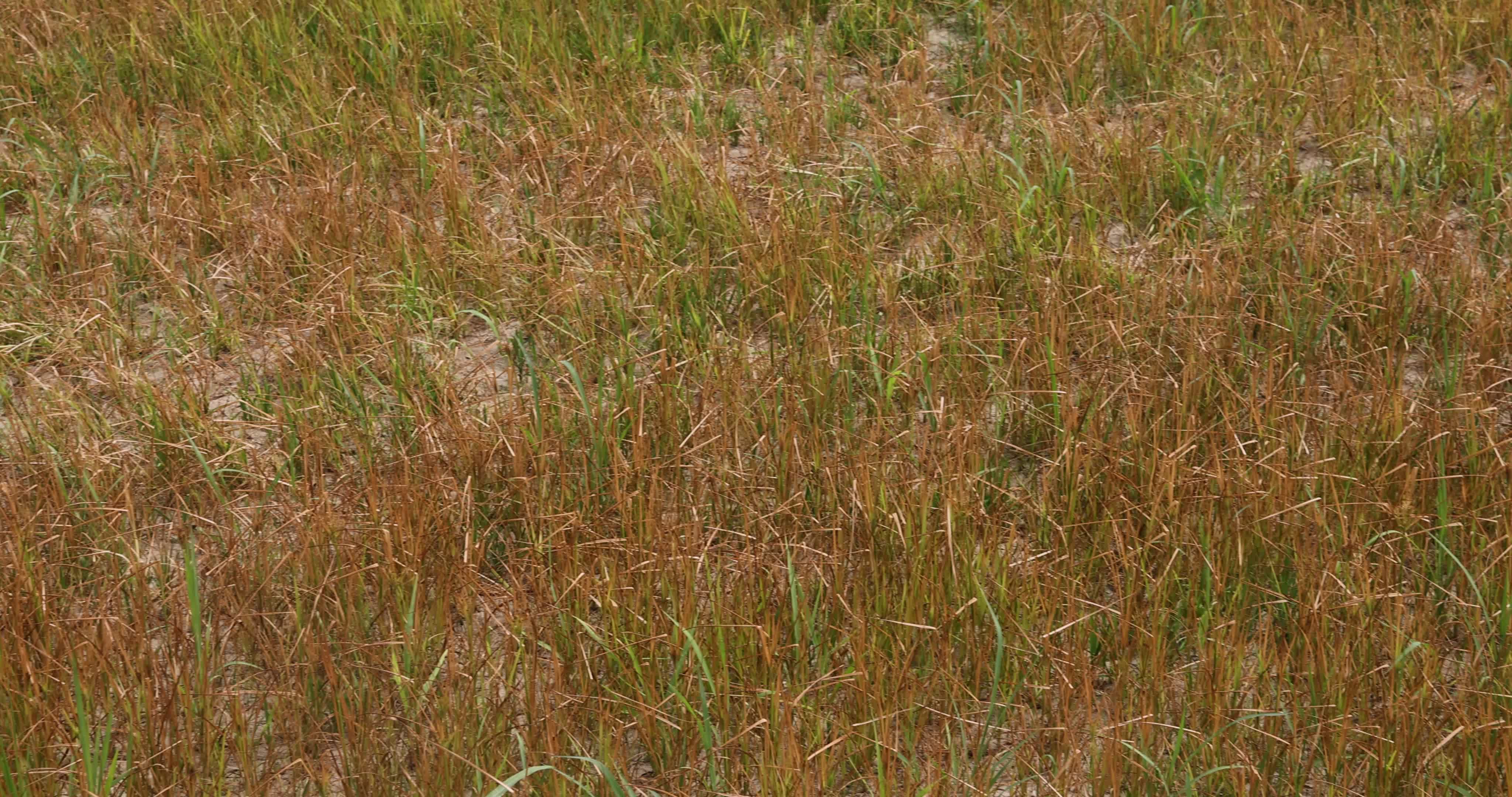 Drought In Northern Italy: paddy fields in Novara