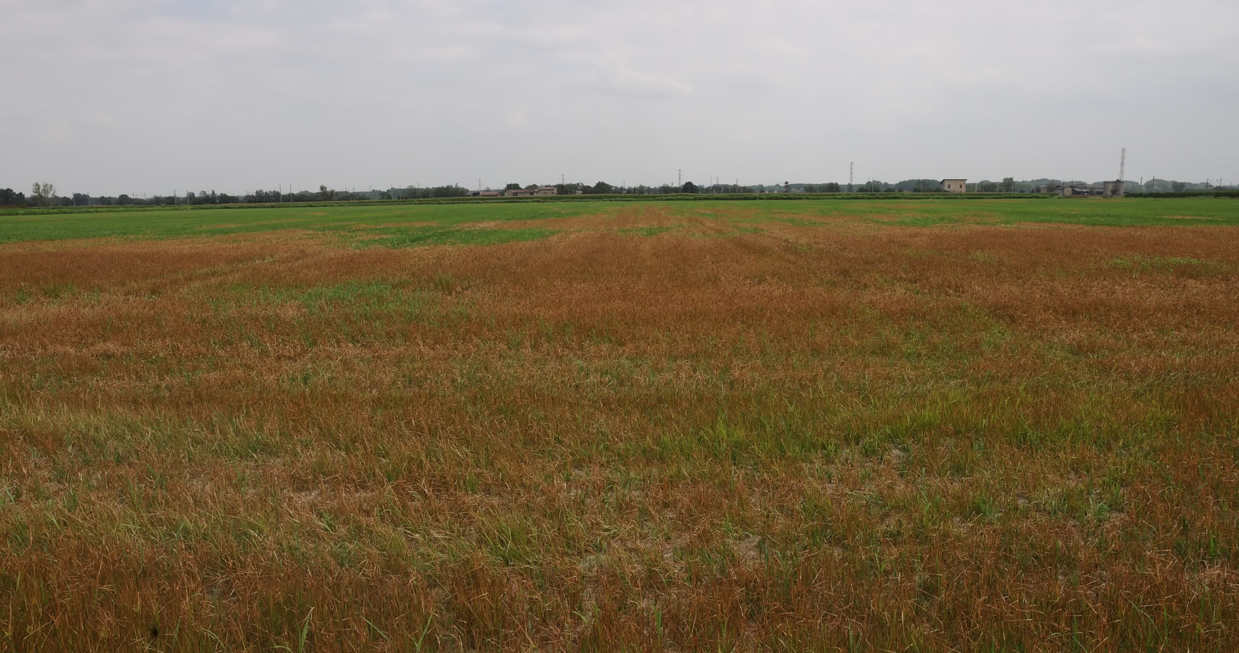 Drought In Northern Italy: paddy fields in Novara