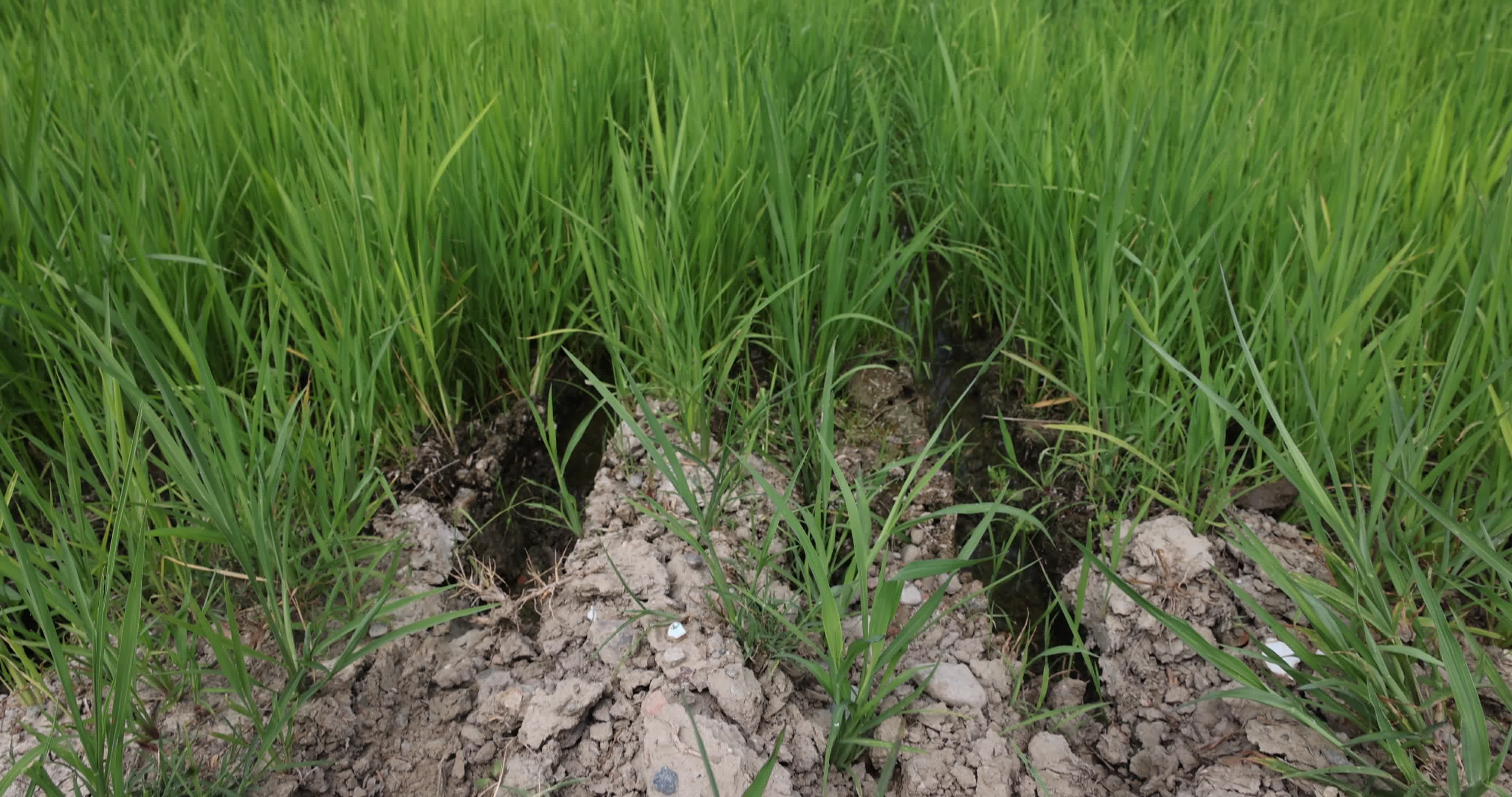 Drought In Northern Italy: paddy fields in Novara