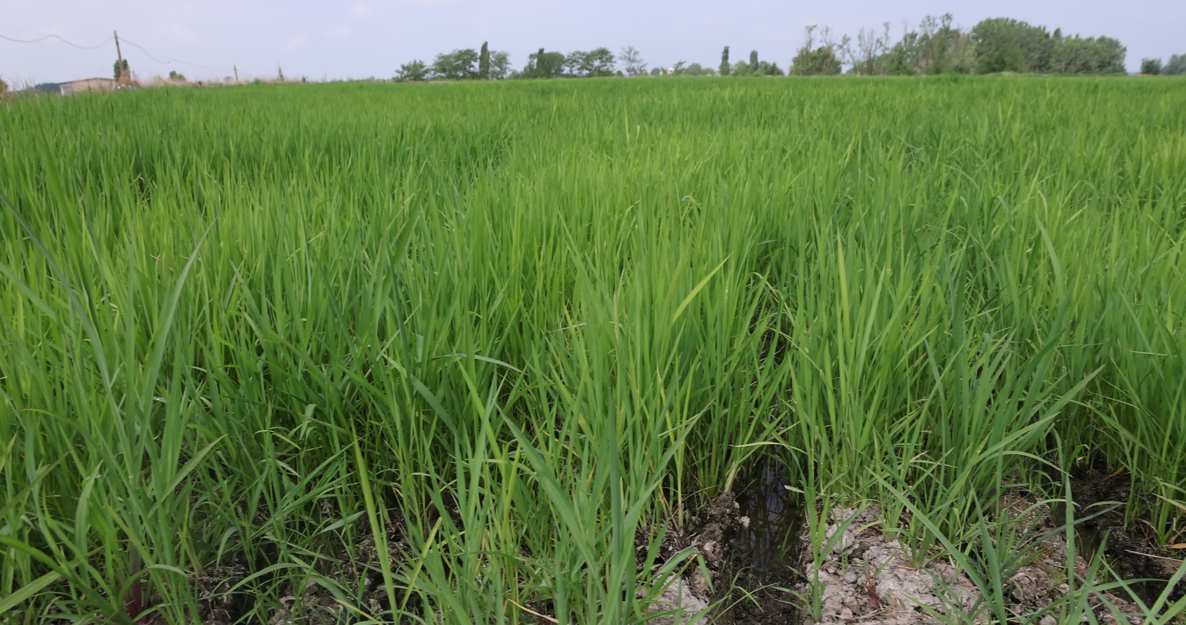 Drought In Northern Italy: paddy fields in Novara