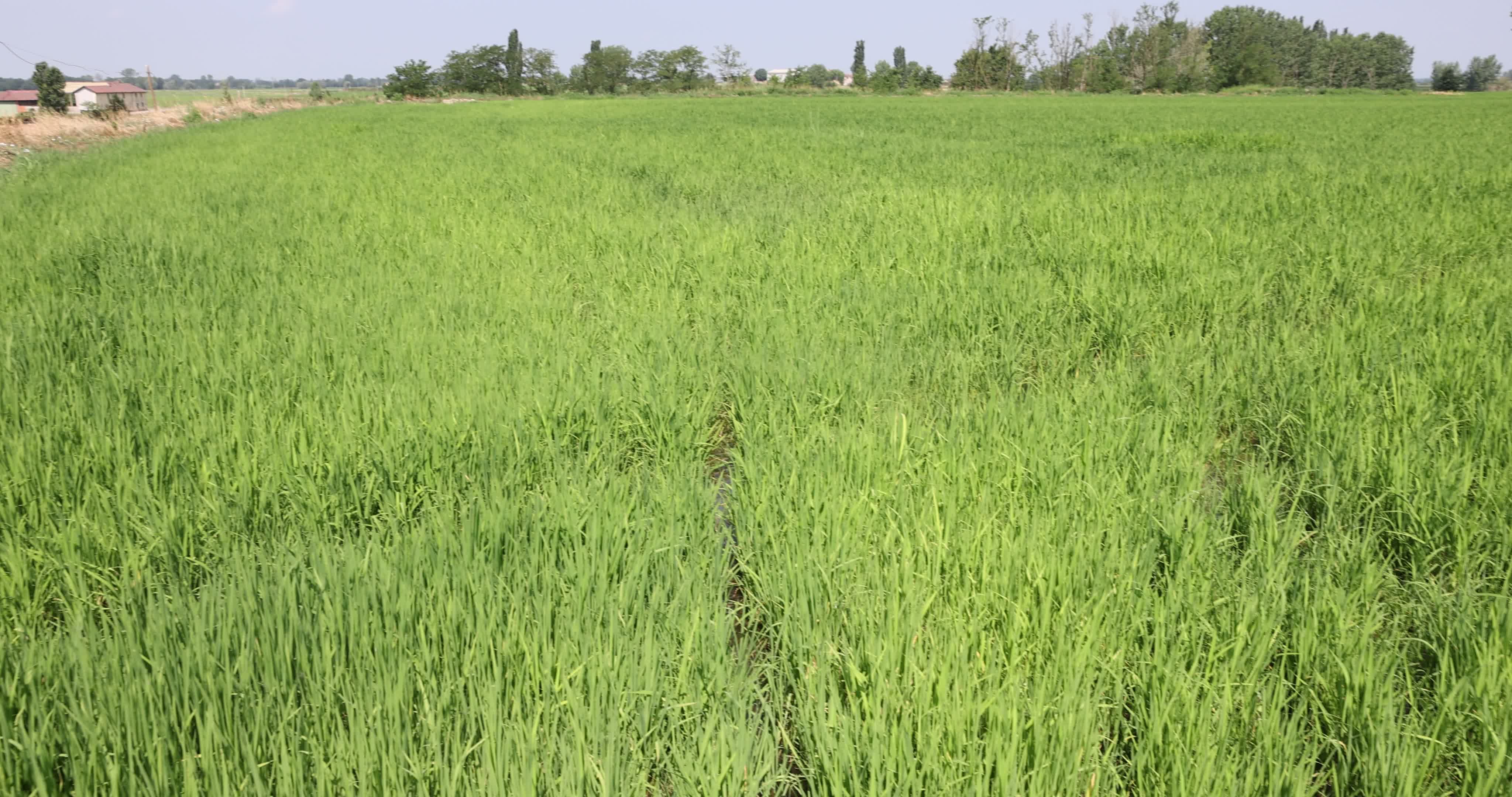 Drought In Northern Italy: paddy fields in Novara