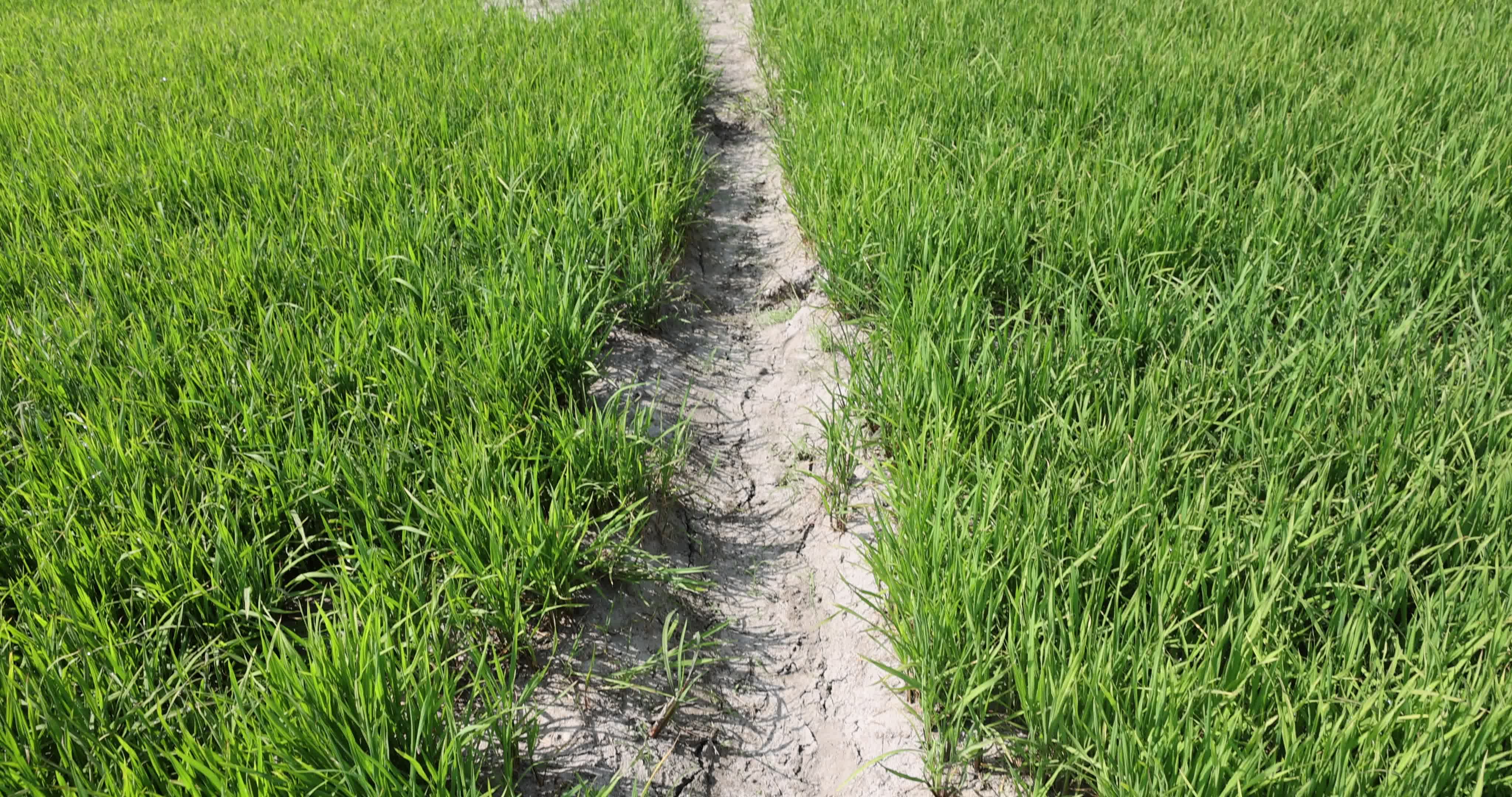 Drought In Northern Italy: paddy fields in Novara