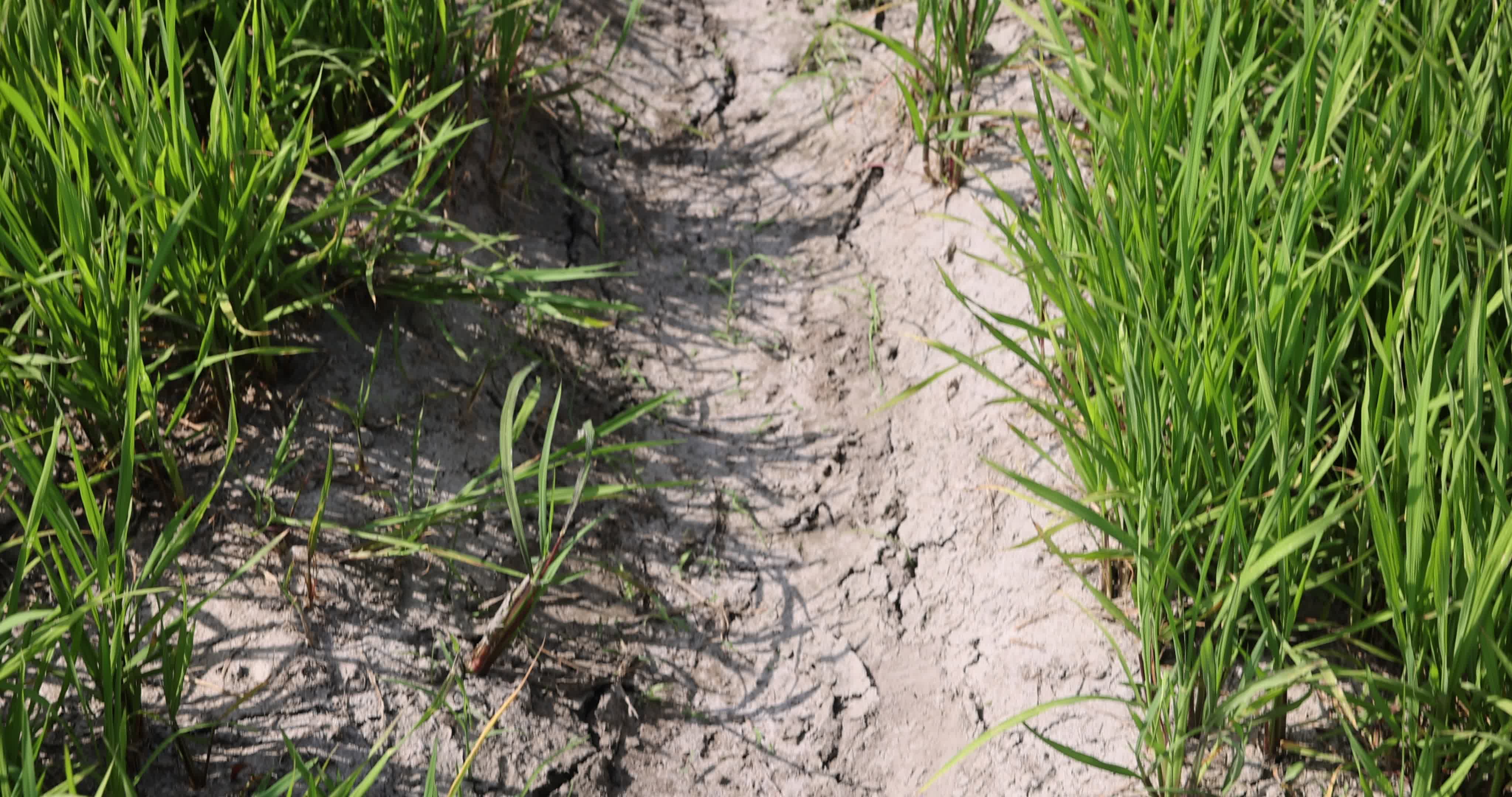Drought In Northern Italy: paddy fields in Novara