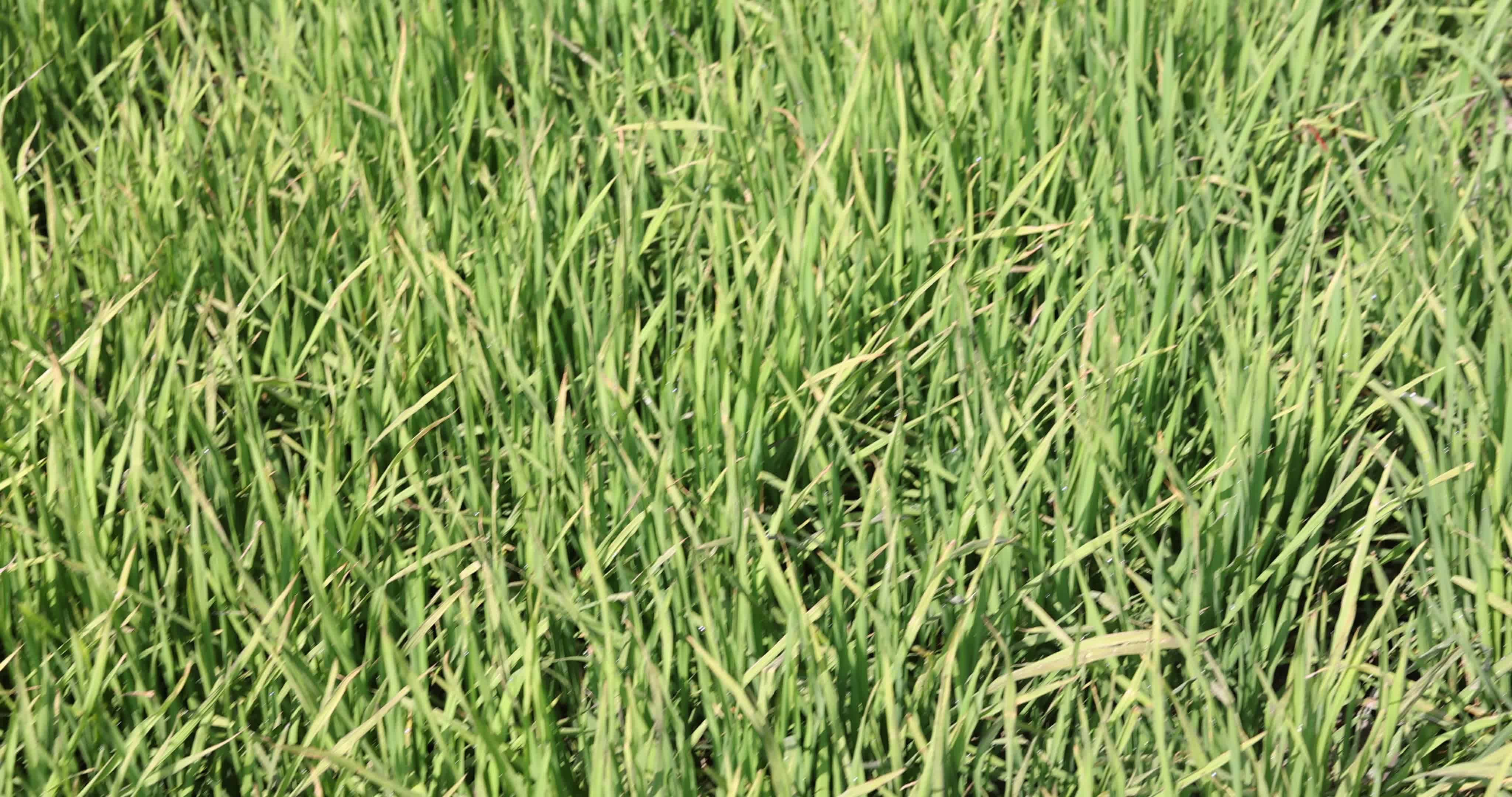 Drought In Northern Italy: paddy fields in Novara