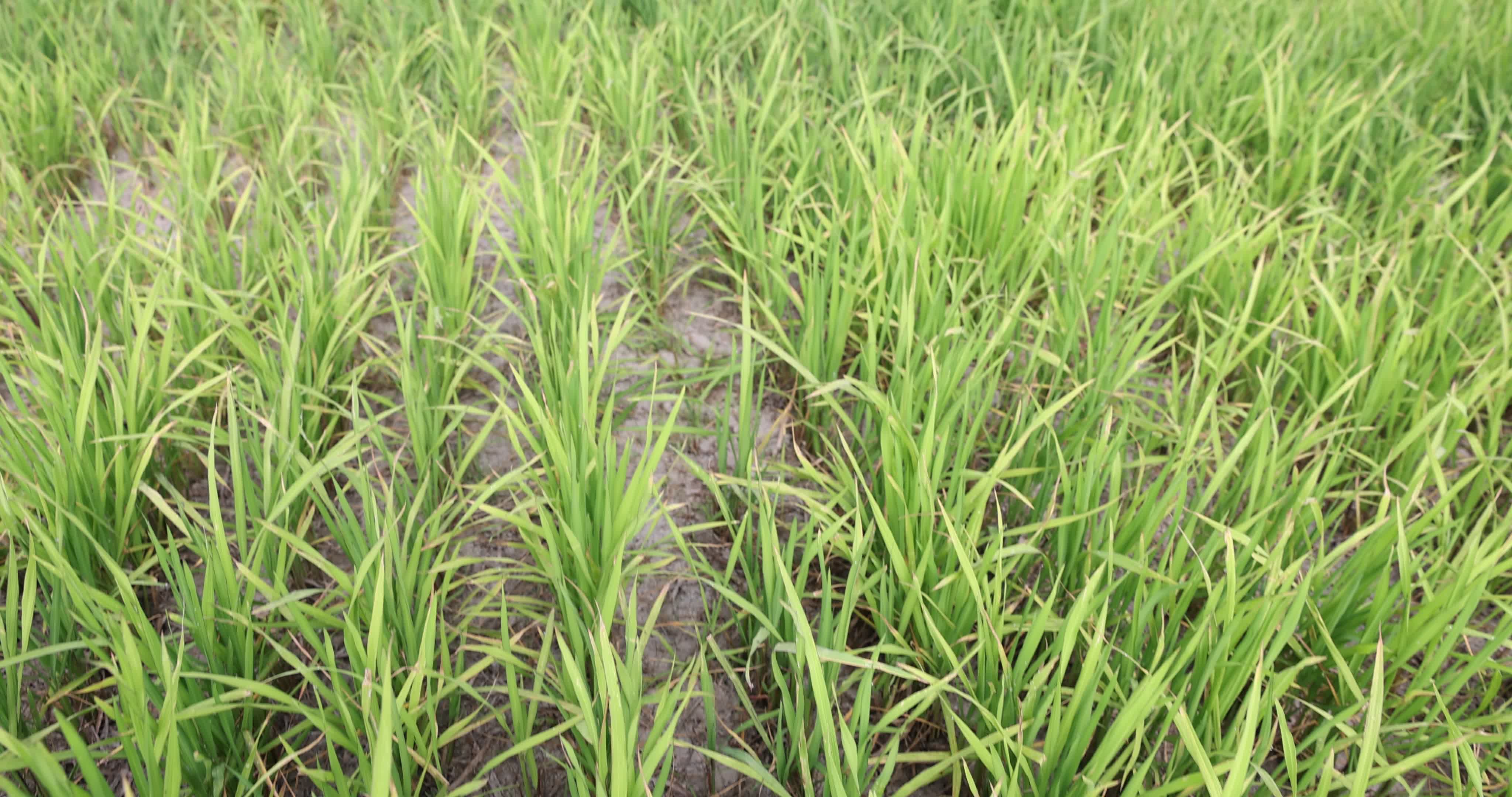 Drought In Northern Italy: paddy fields in Novara