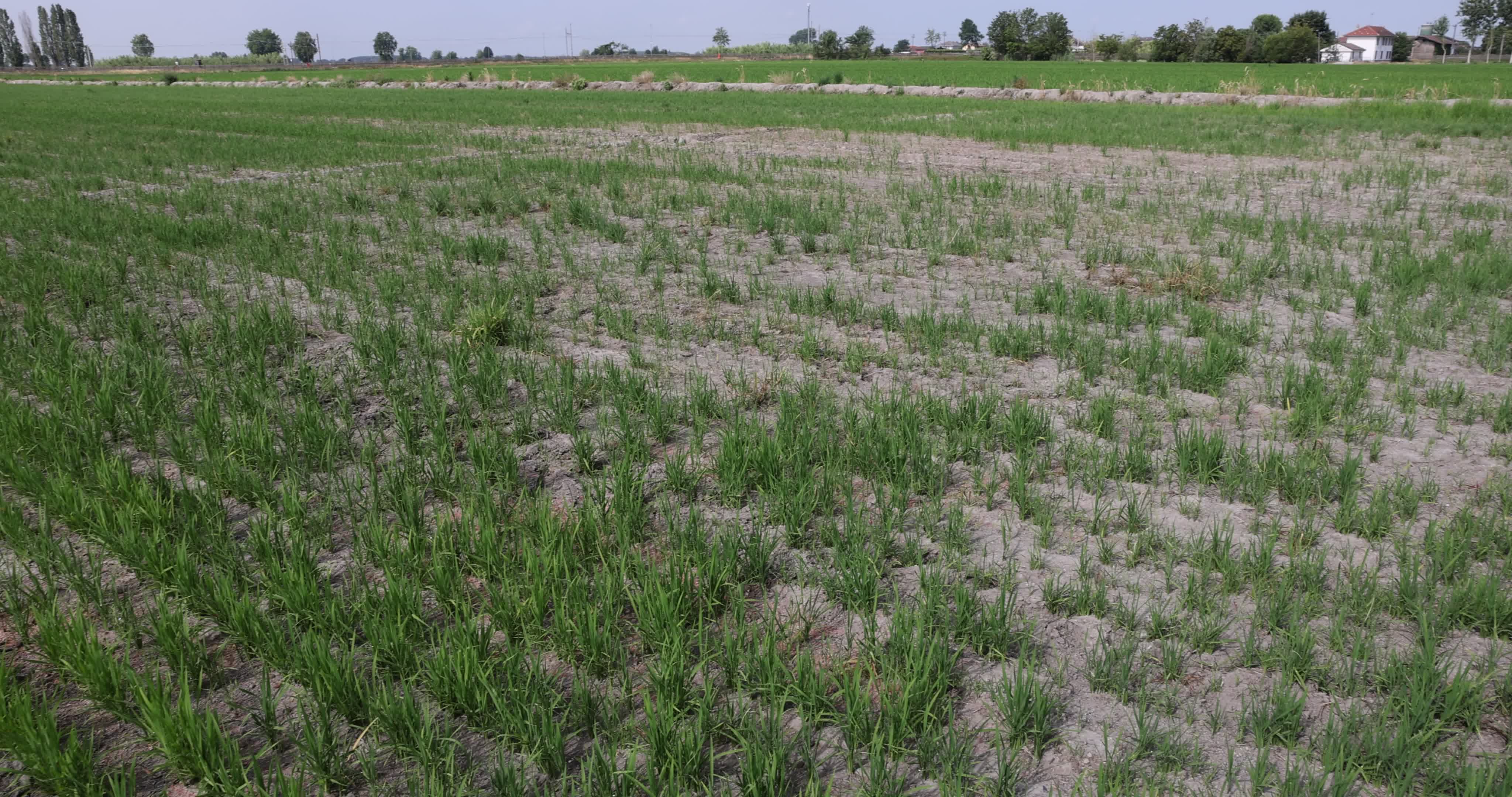 Drought In Northern Italy: paddy fields in Novara