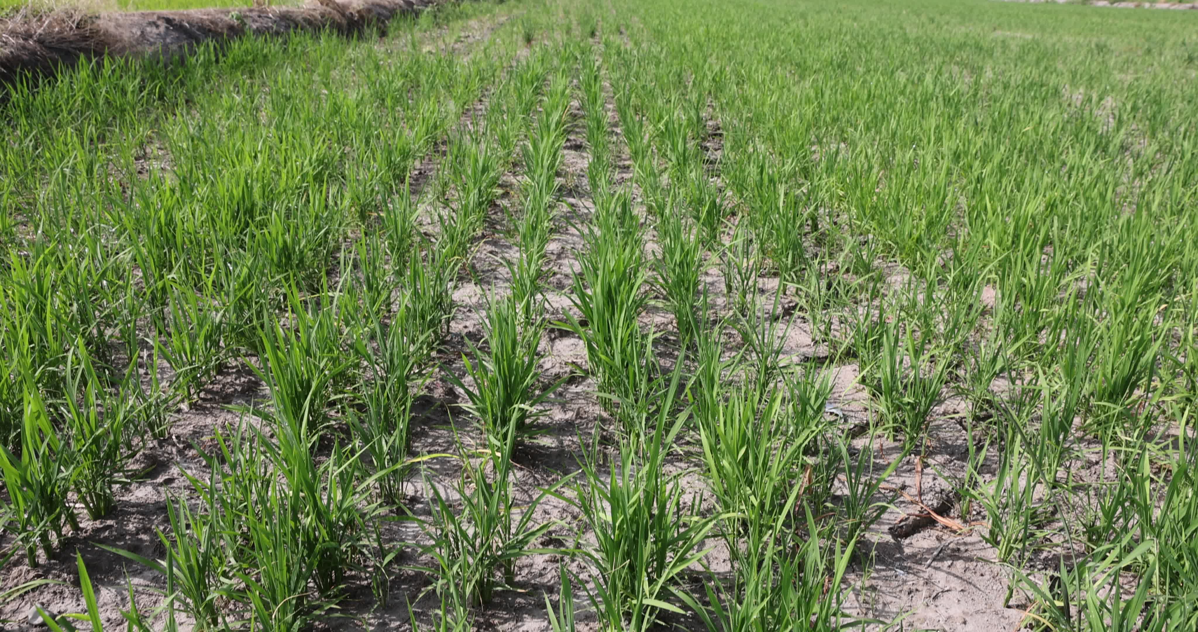 Drought In Northern Italy: paddy fields in Novara