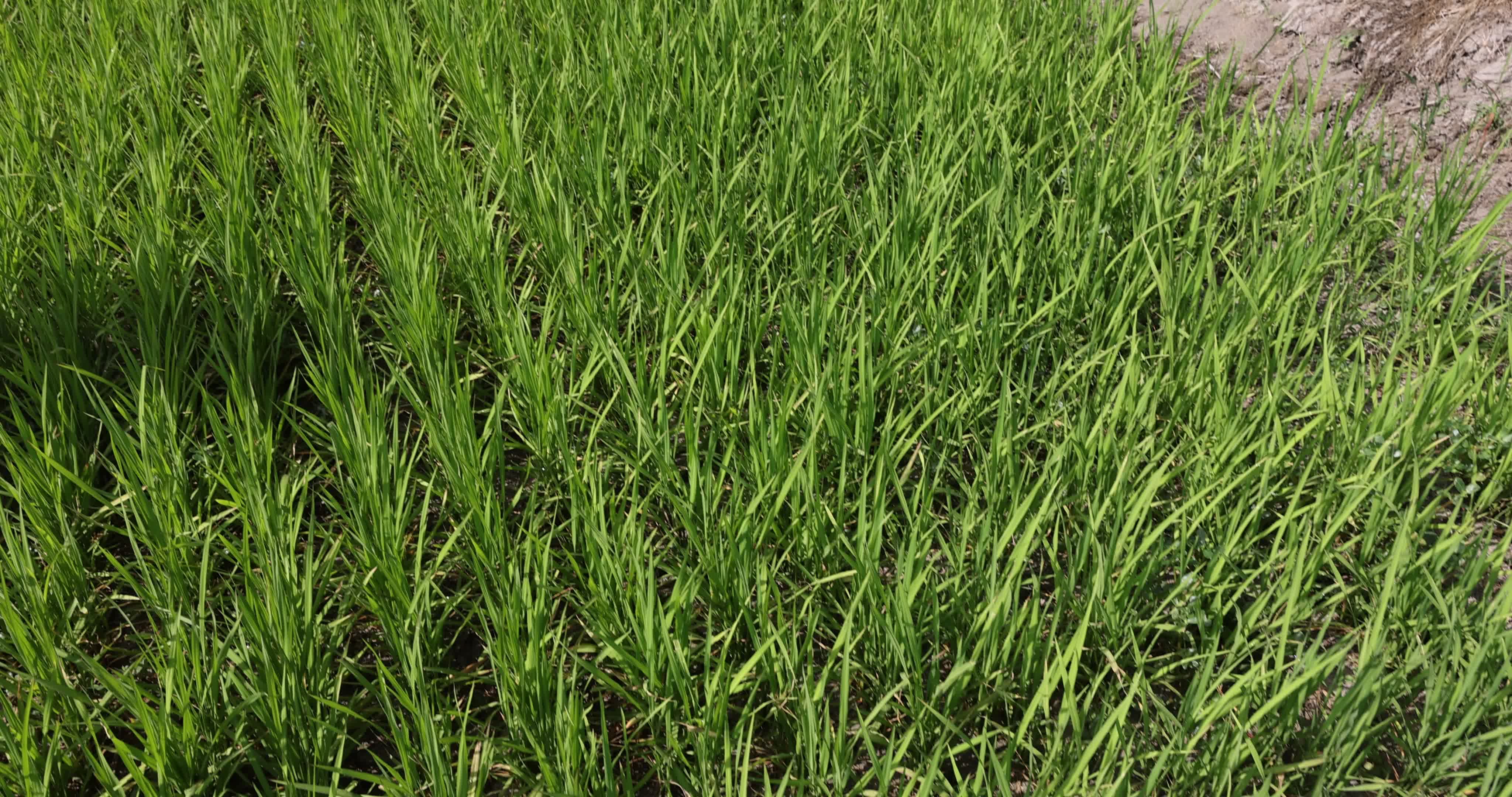 Drought In Northern Italy: paddy fields in Novara