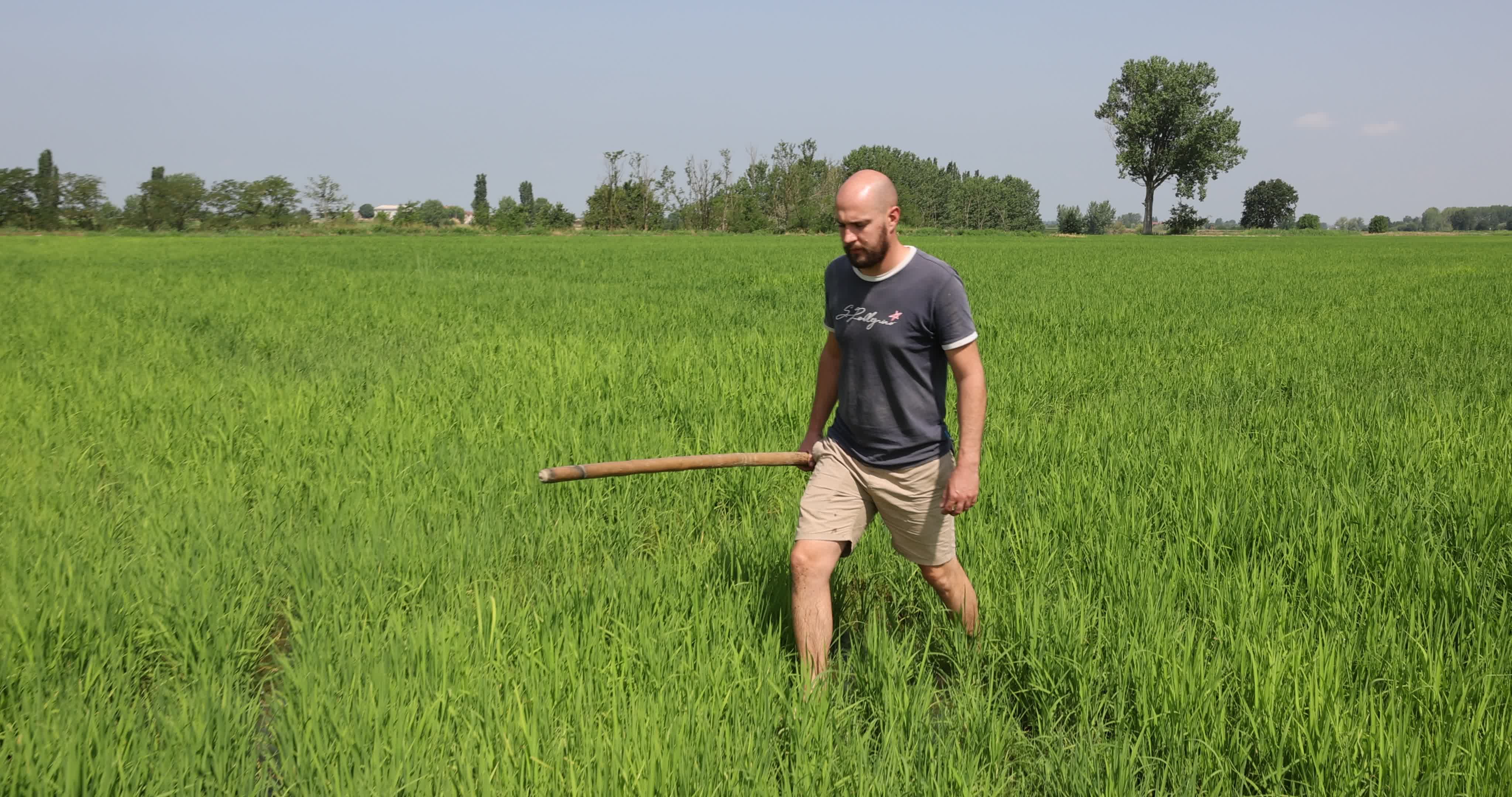 Drought In Northern Italy: paddy fields in Novara
