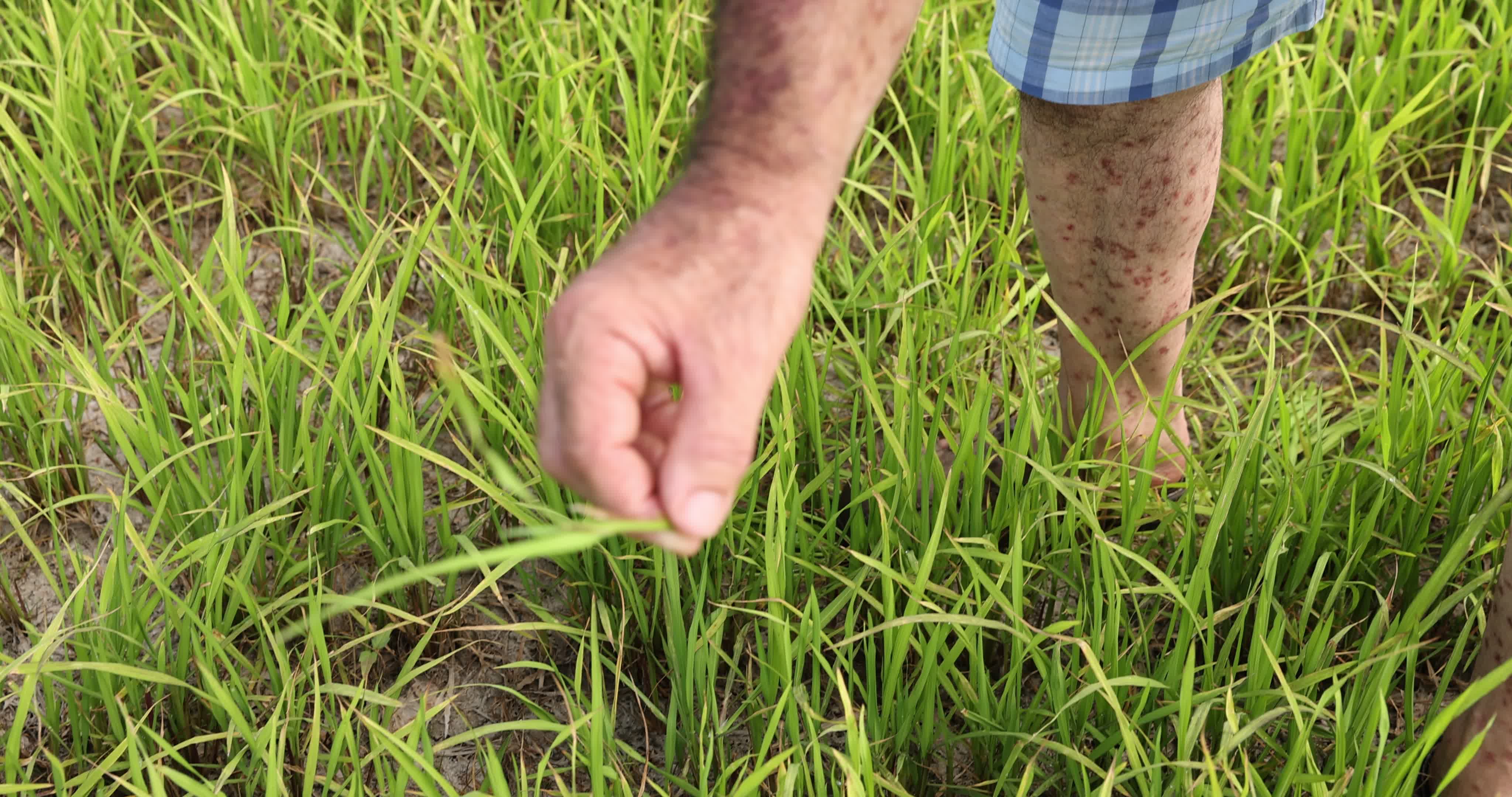 Drought In Northern Italy: paddy fields in Novara