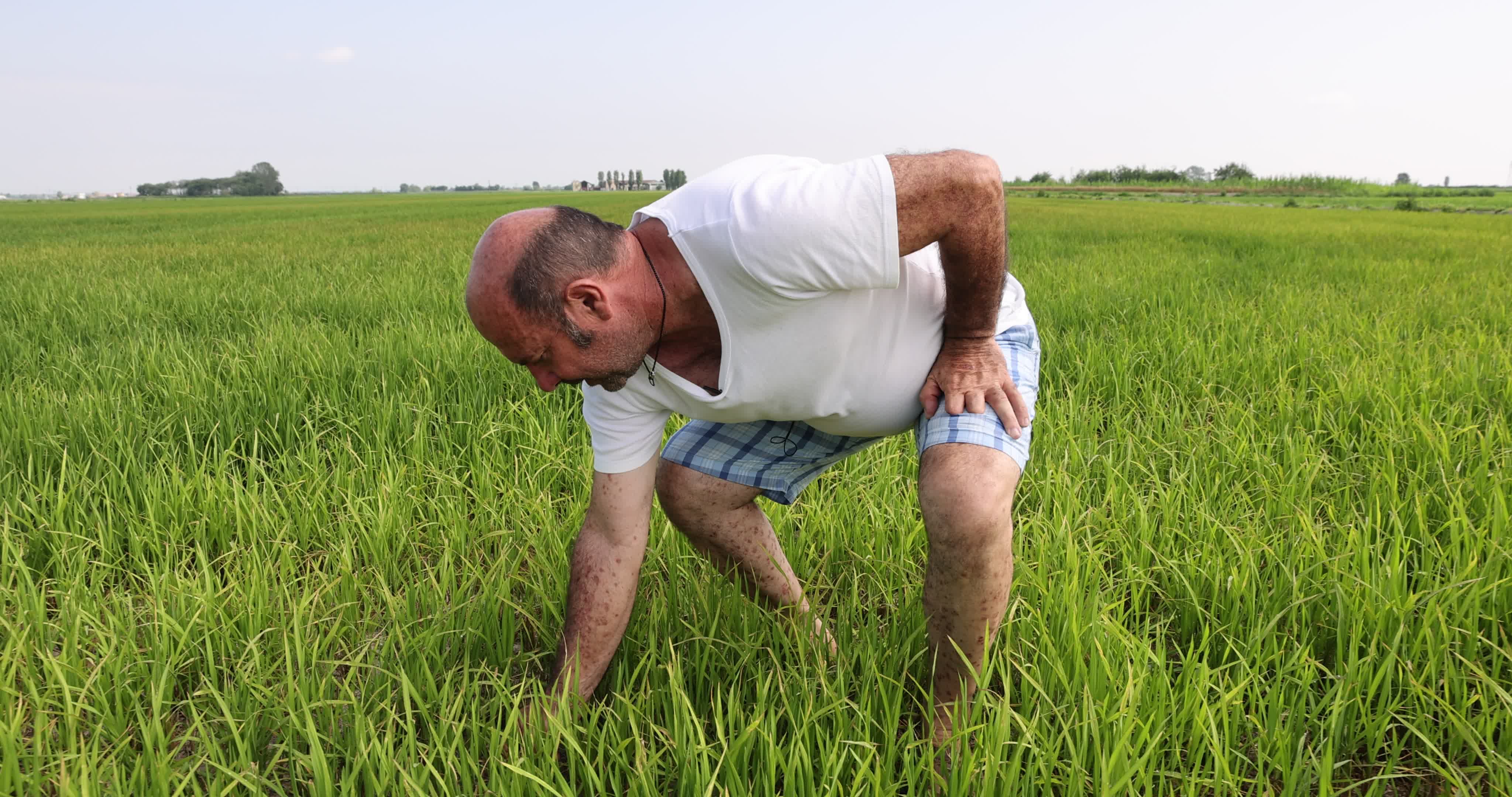 Drought In Northern Italy: paddy fields in Novara