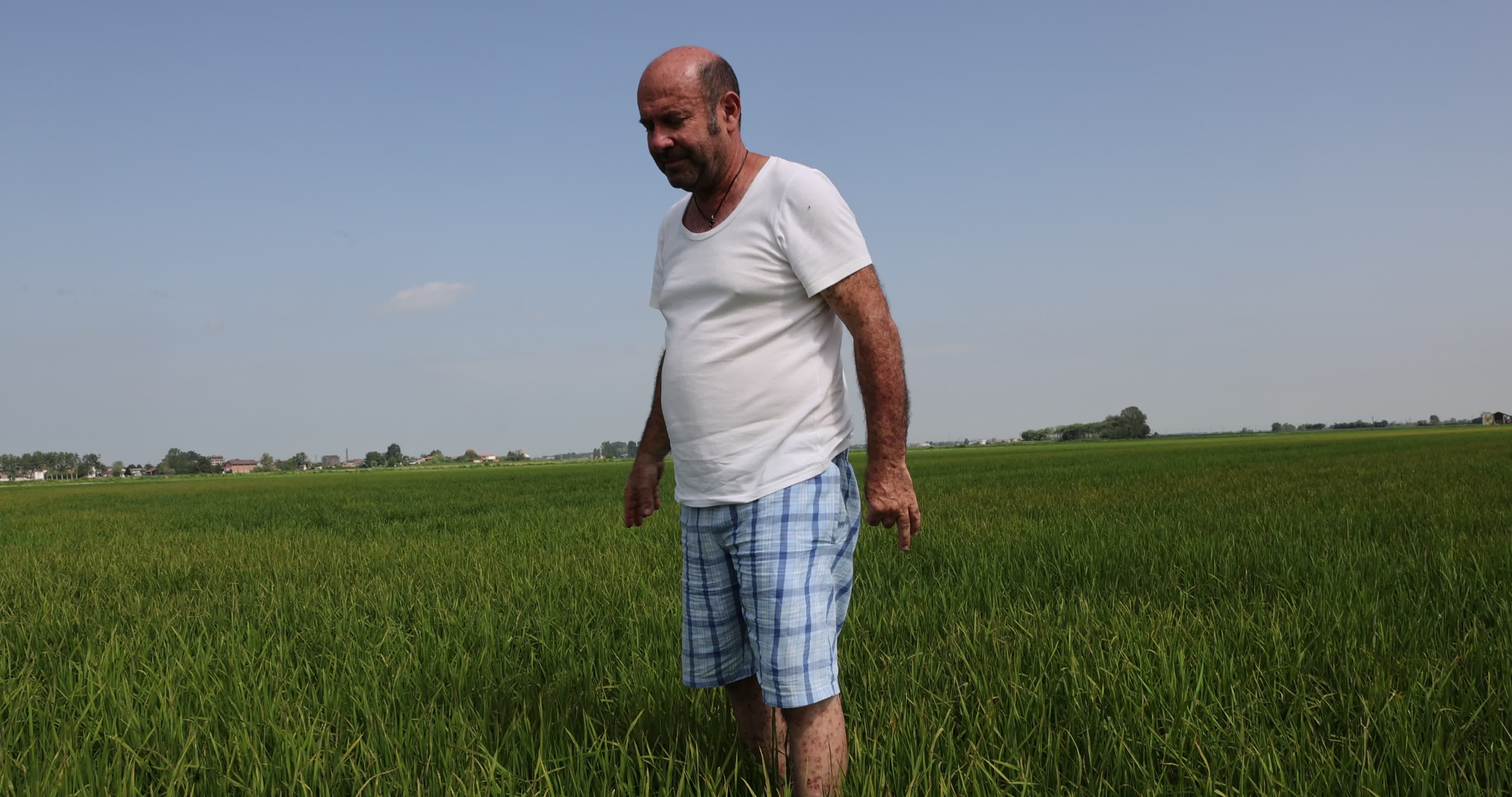 Drought In Northern Italy: paddy fields in Novara