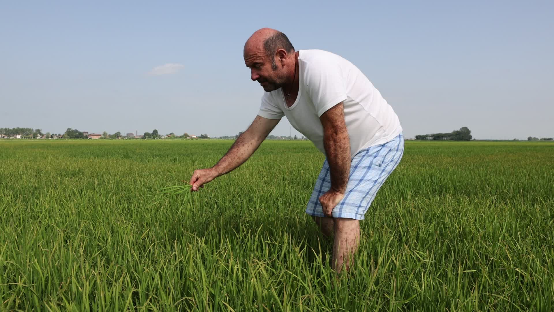 Drought In Northern Italy: paddy fields in Novara
